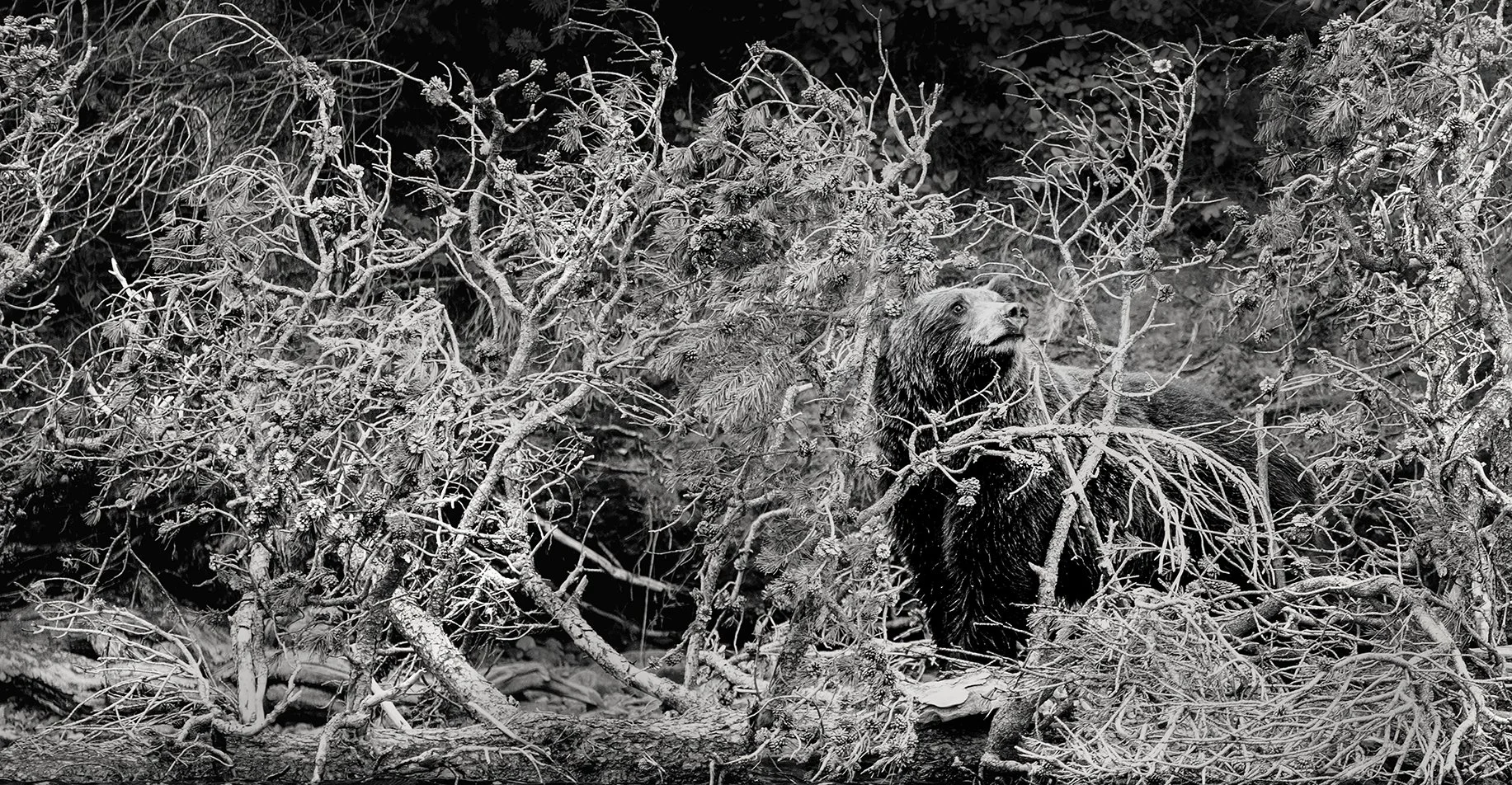 Natural Campflauge_BW.jpg