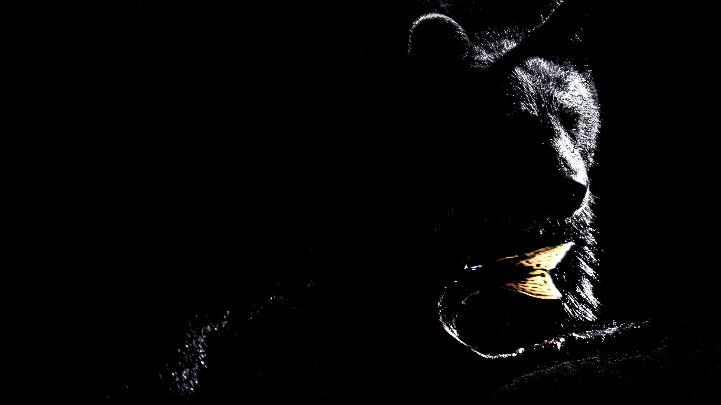 black silhouette desktop.jpg