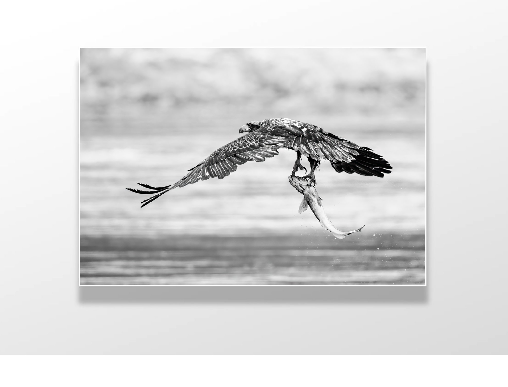 eagle fish catch W 1 copy.jpg