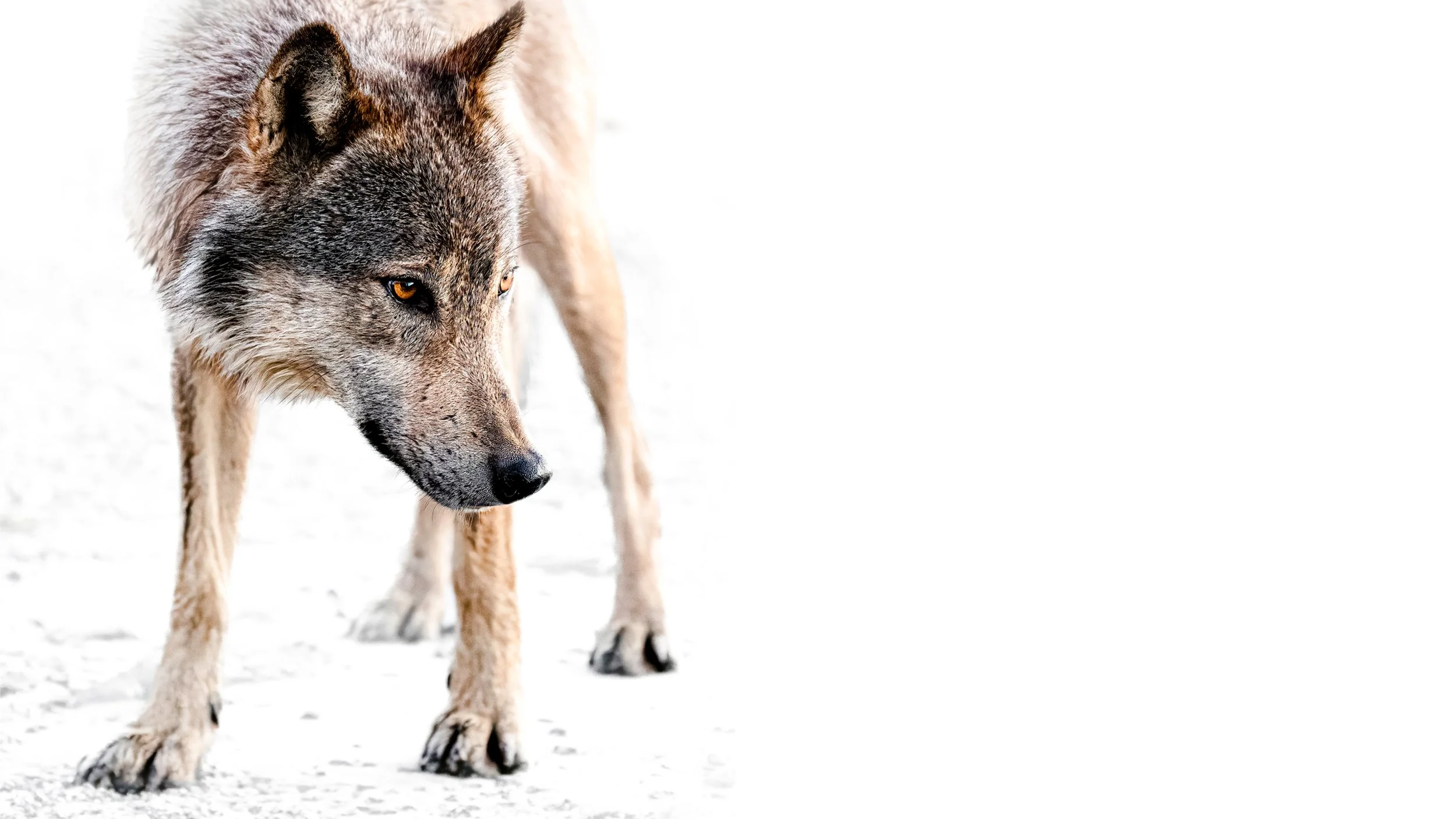 wolf staredown wording block.jpg