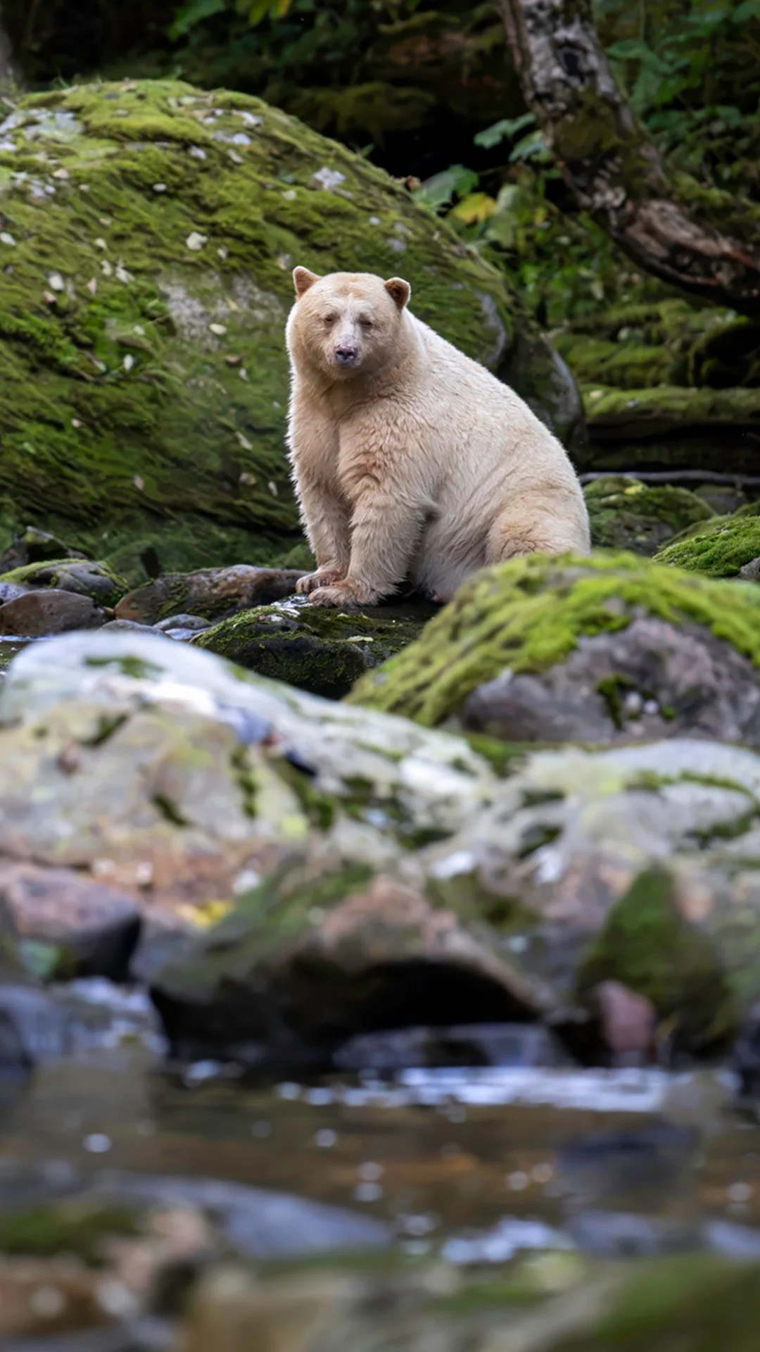 spirit bear beauty mobile.jpg