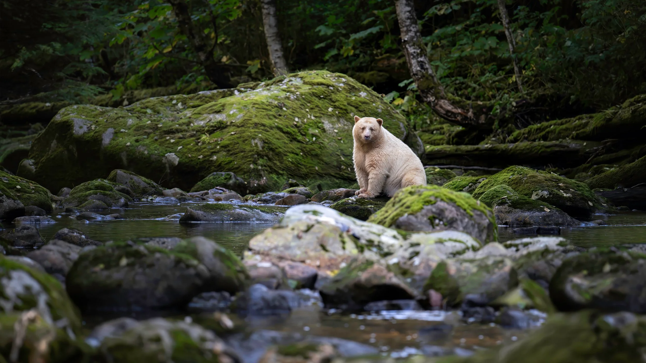 spirit bear beauty.jpg