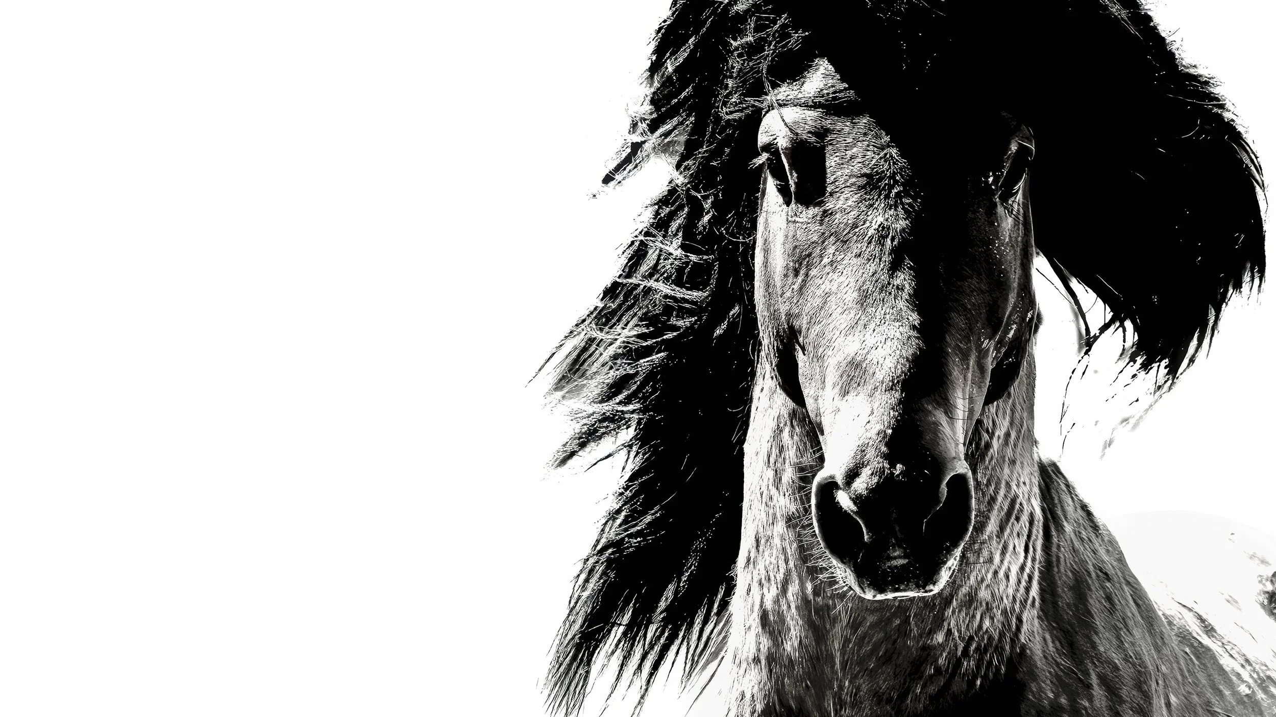 Stallion hero 2.jpg