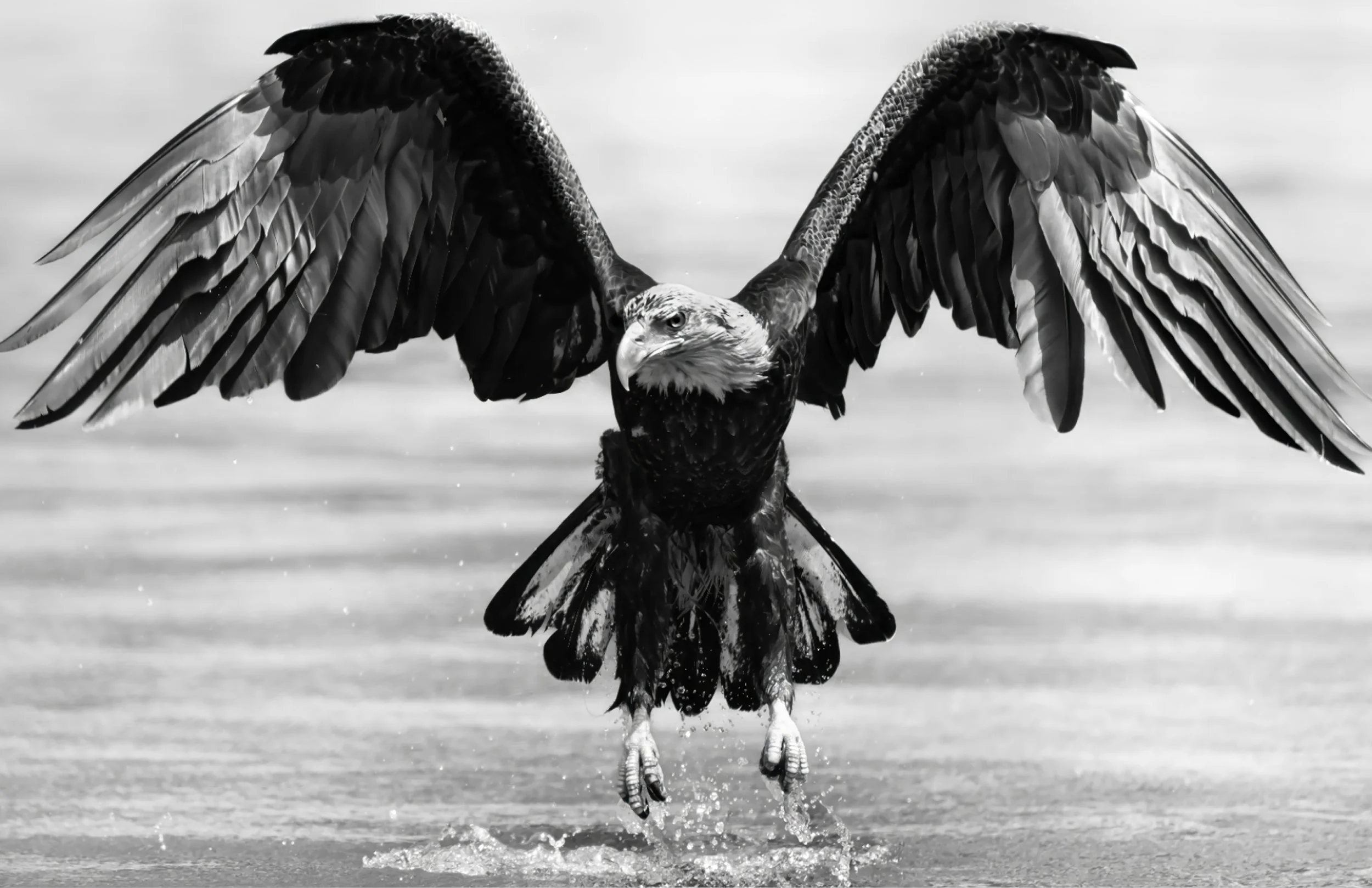 EAGLE MAIN.jpg