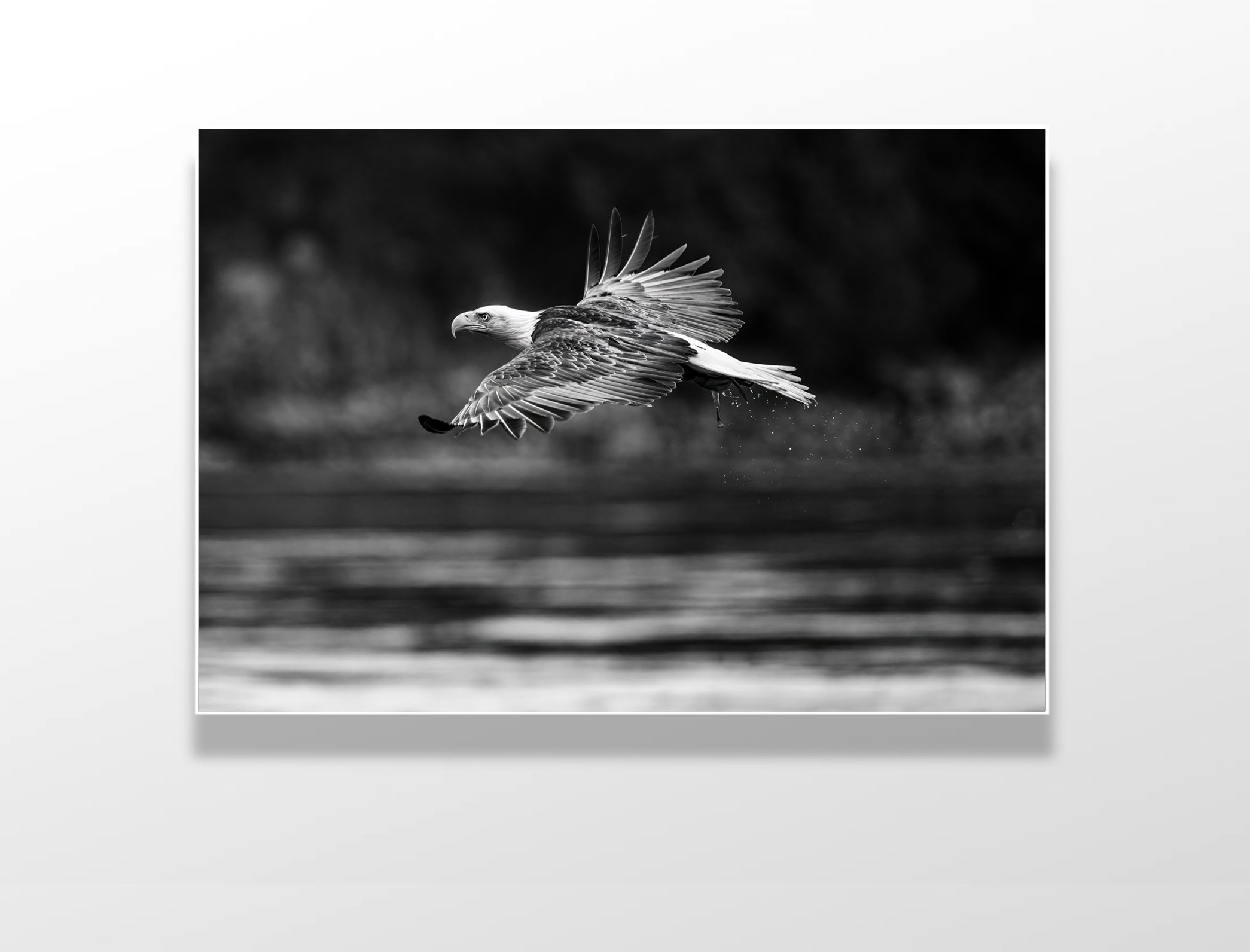 eagle wing soabe BW 1 .jpg