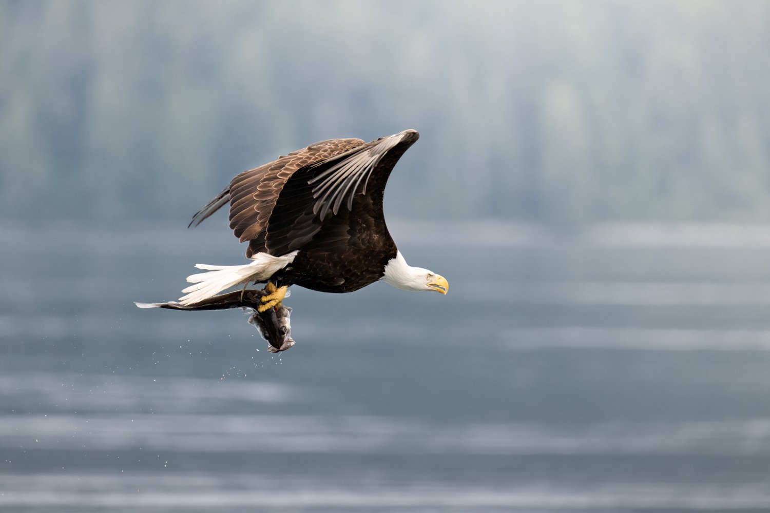 Eagle 2026Nikki B-2.jpg
