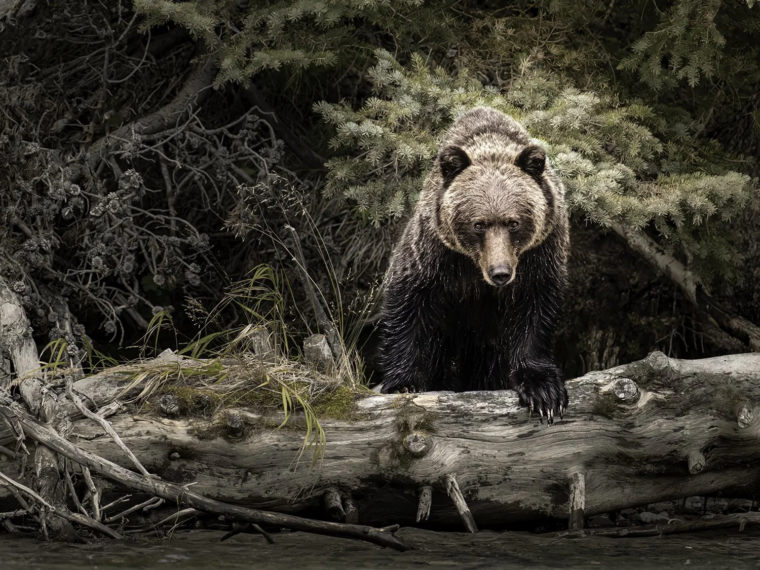 Untamed connection_Grizzly_Chilko.jpg