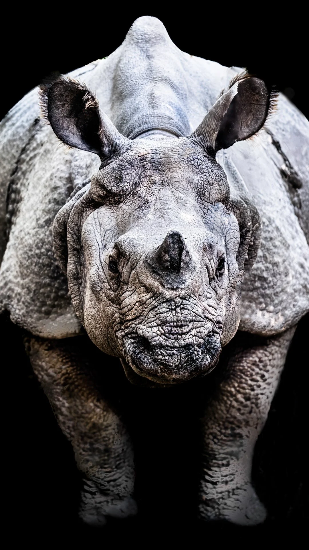 Rhino mobile.jpg