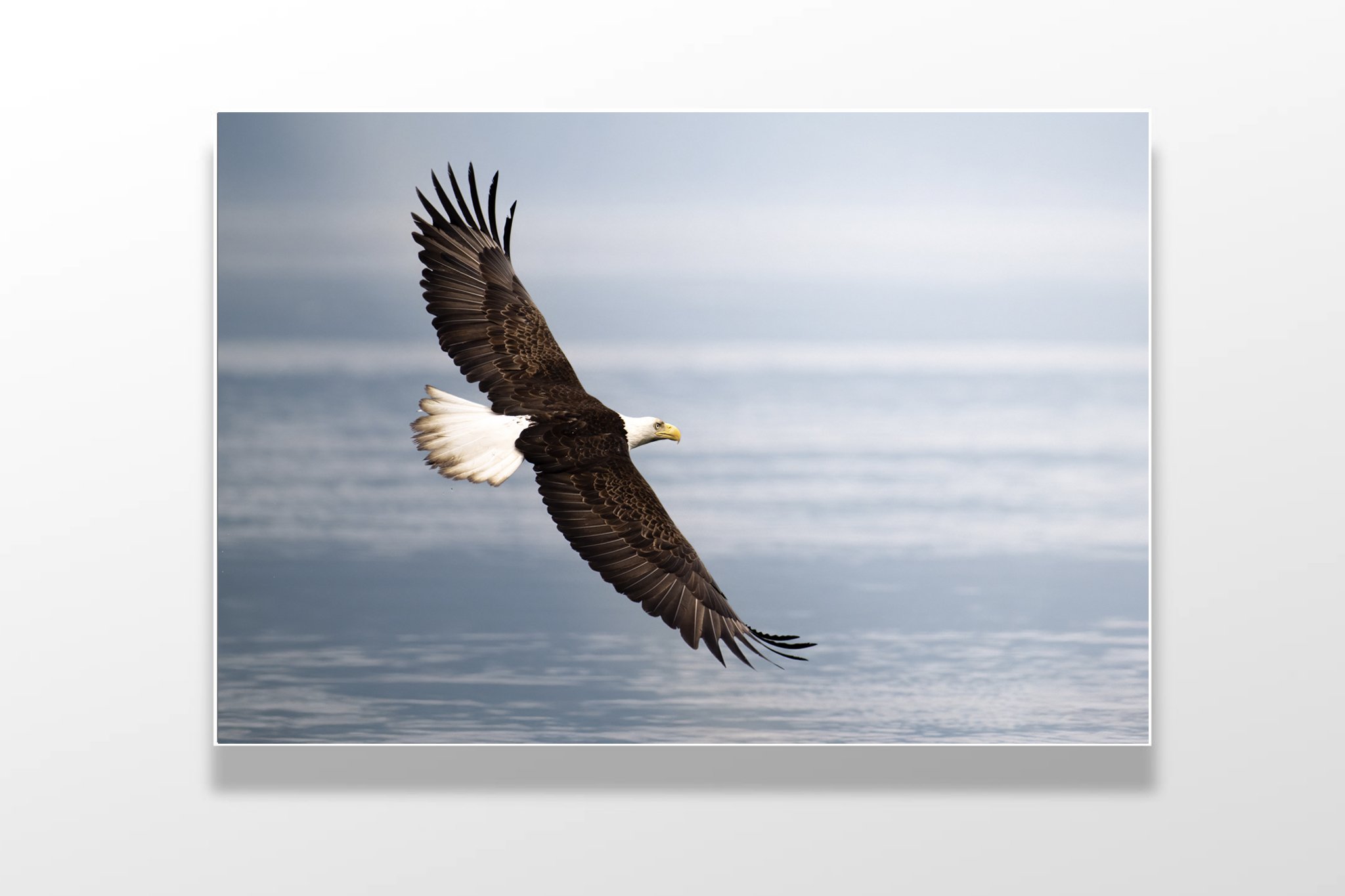 eagle colour4jpg.jpg