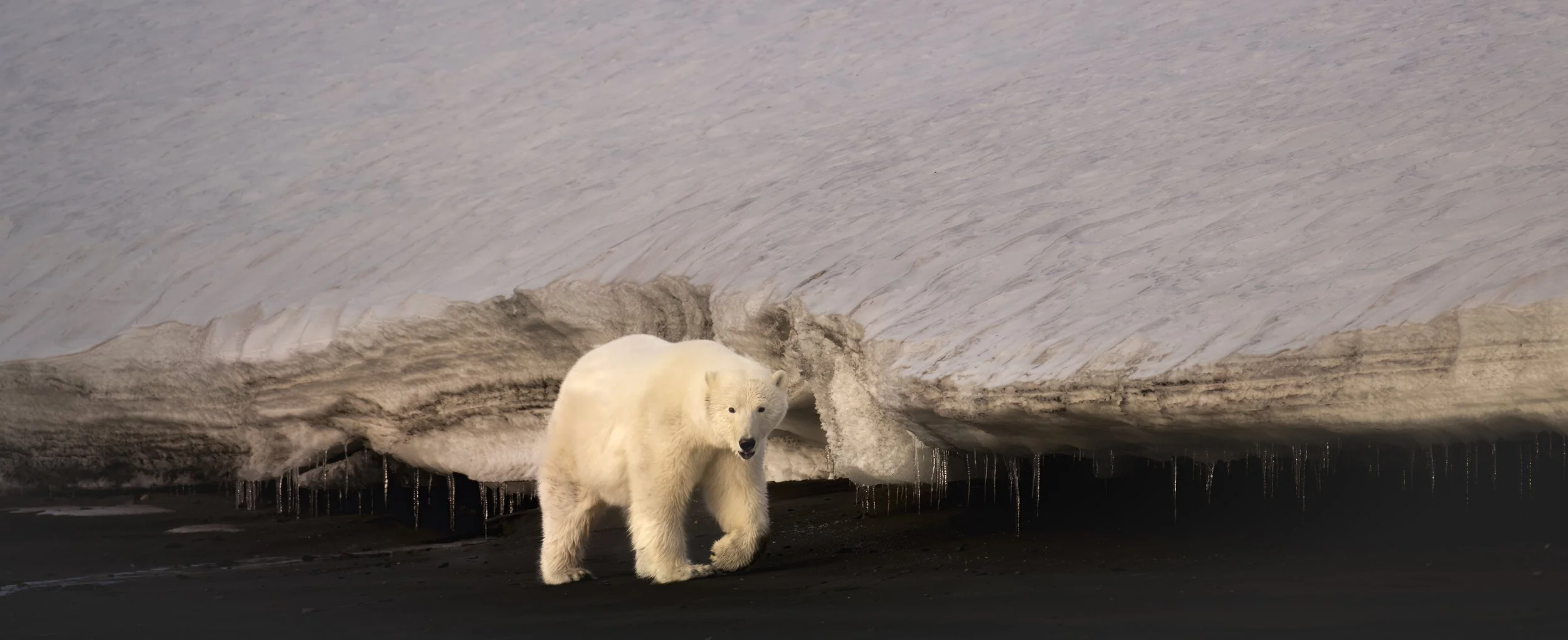 to upsacle Glacial bear pink tones copy.jpg