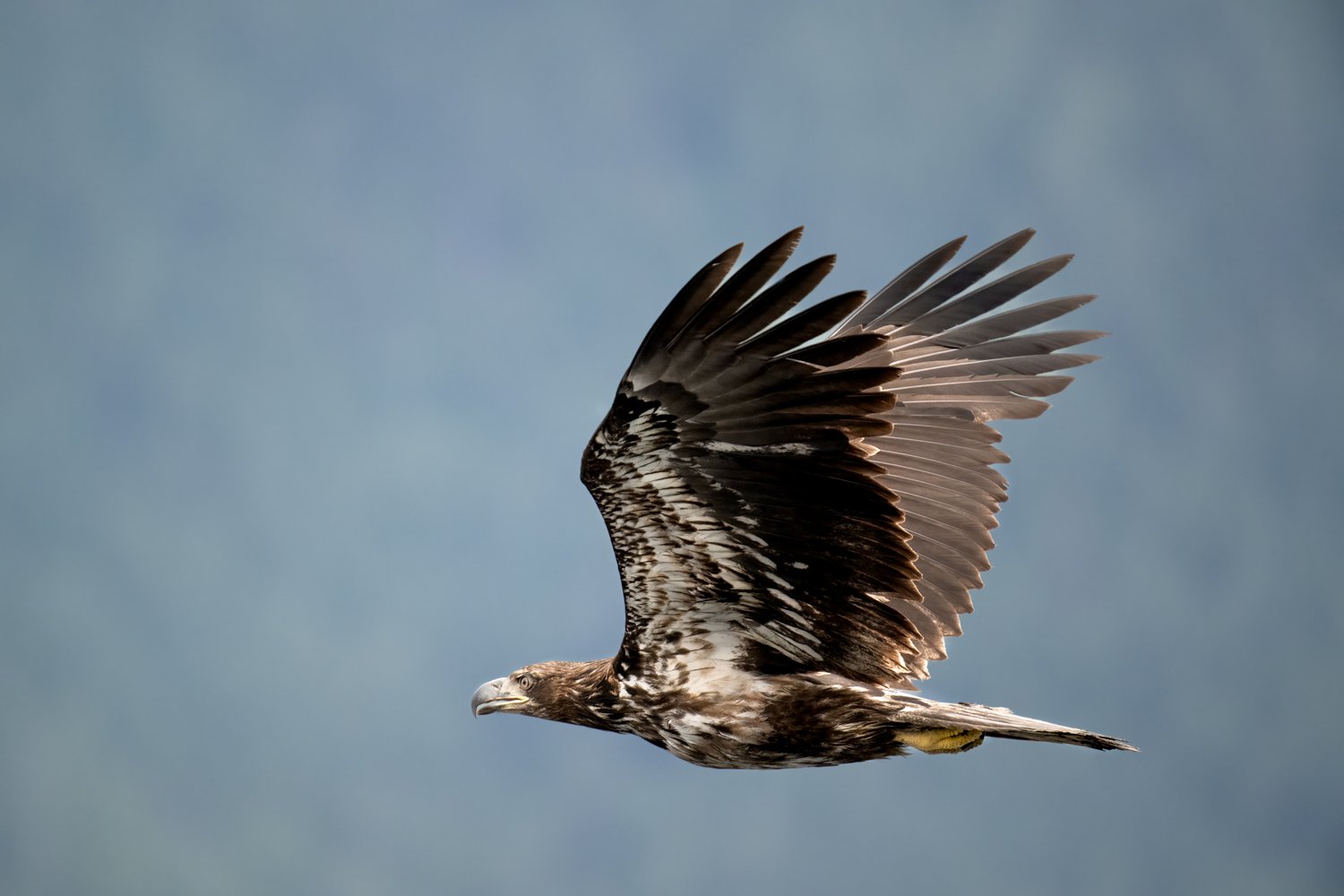 Eagle 2026Nikki B-3.jpg