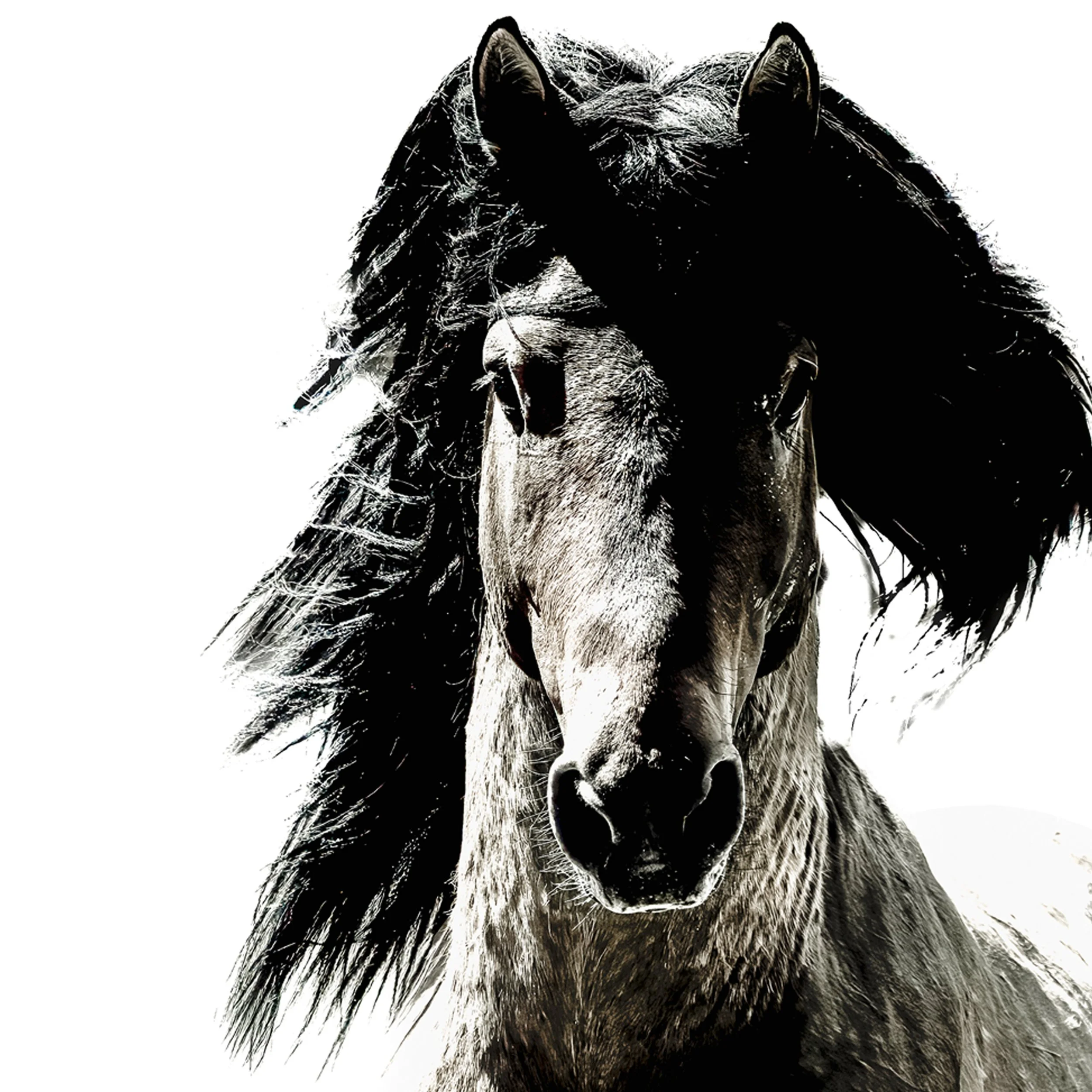 stallion sq.jpg