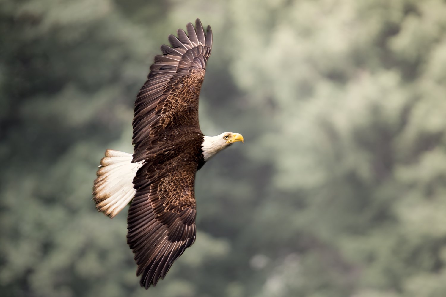 Eagle 2026Nikki B-12.jpg