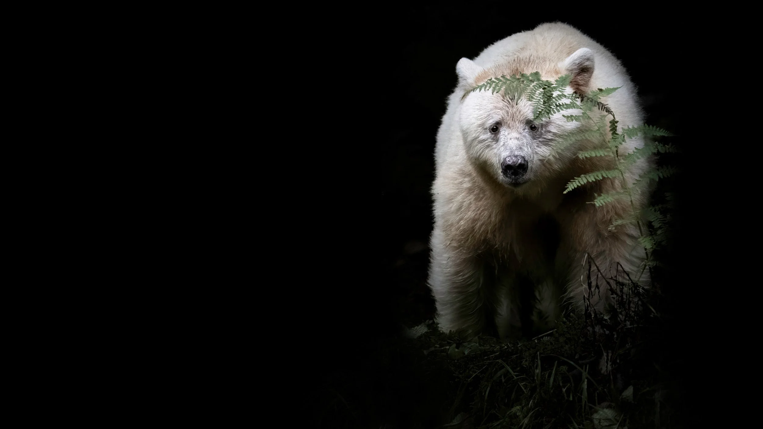 spirit bear 2.jpg