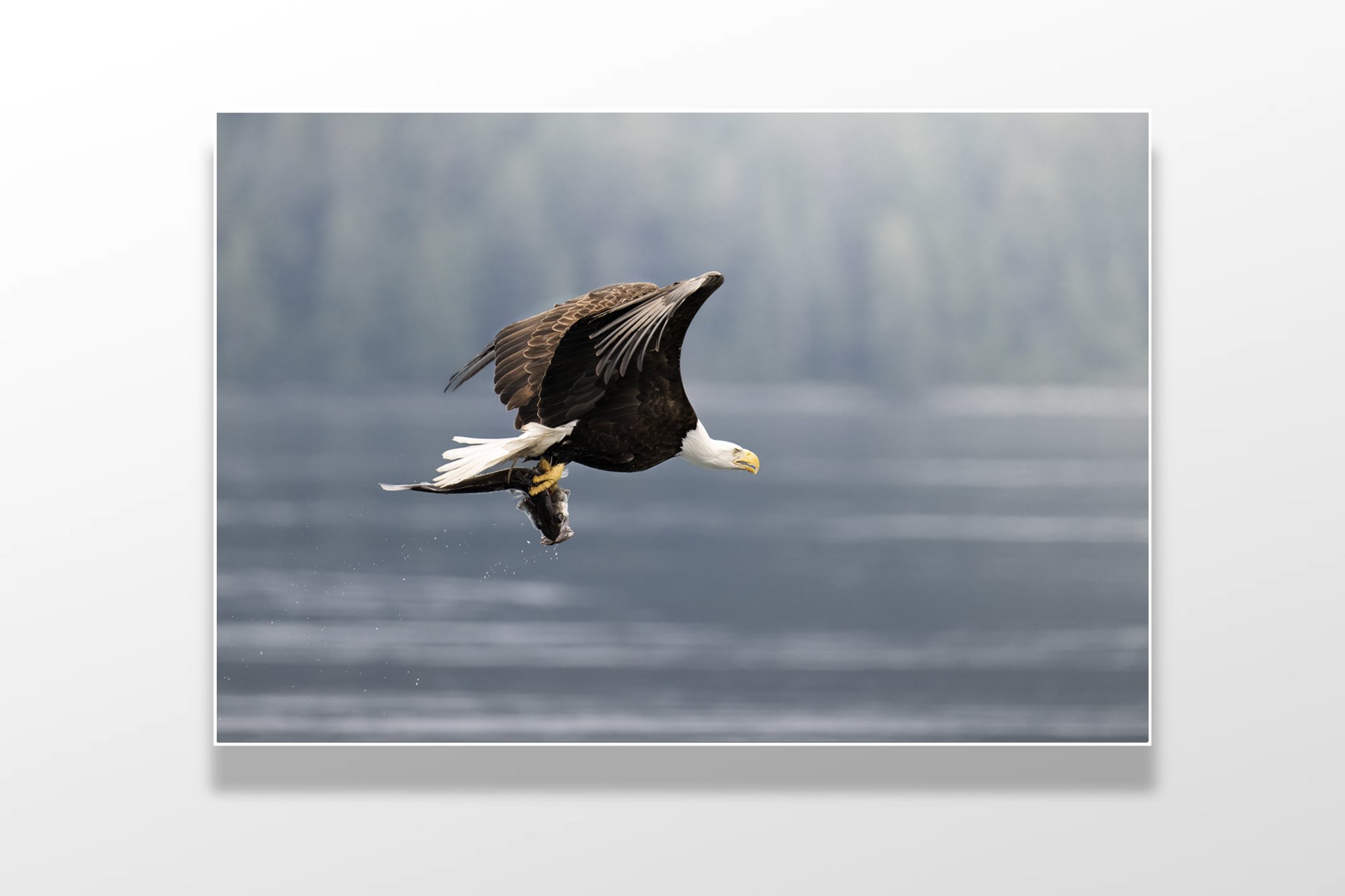 eagle colour fish 2 .jpg