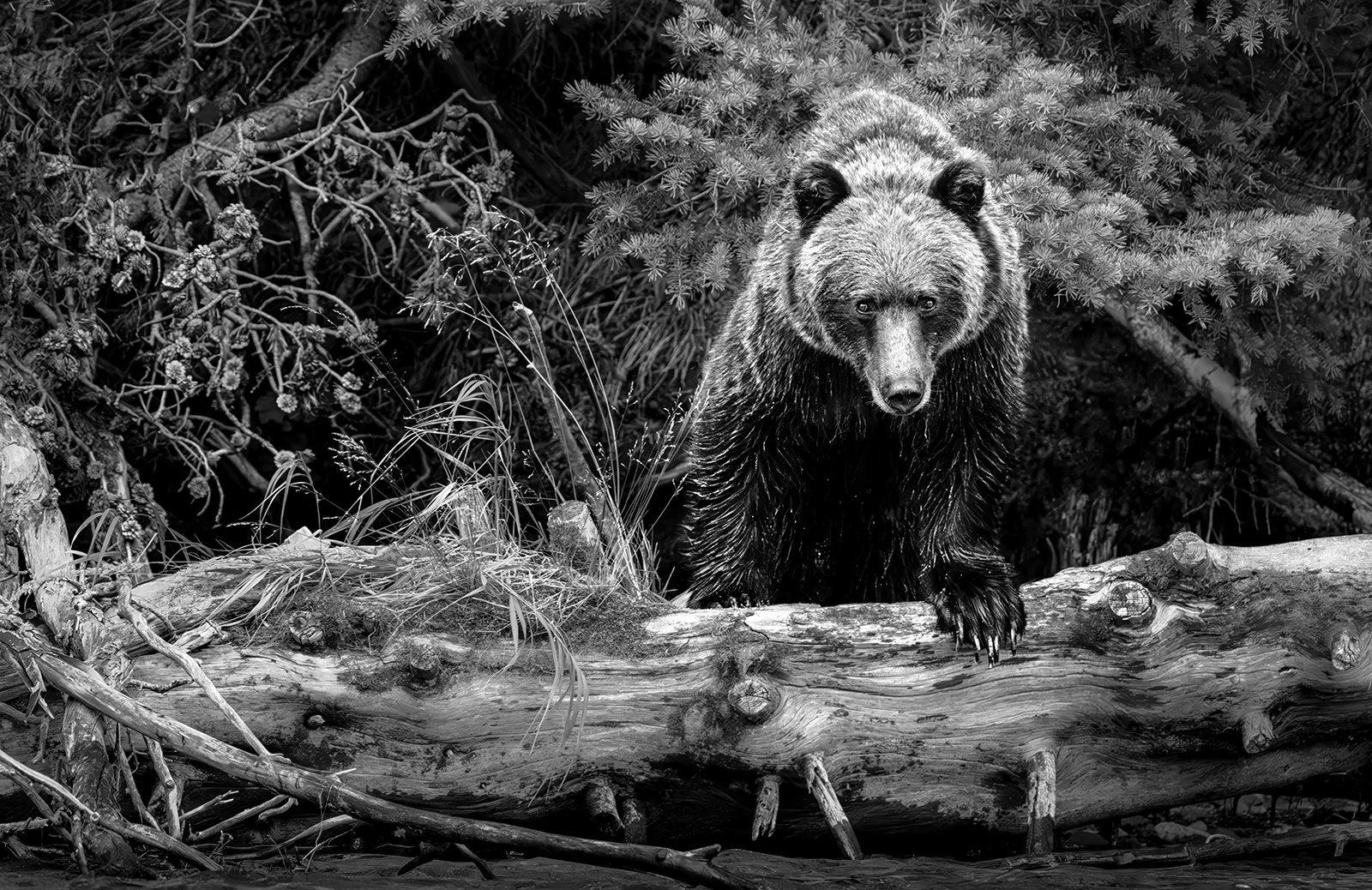 Untamed connection_Grizzly_Chilko_BW_.jpg