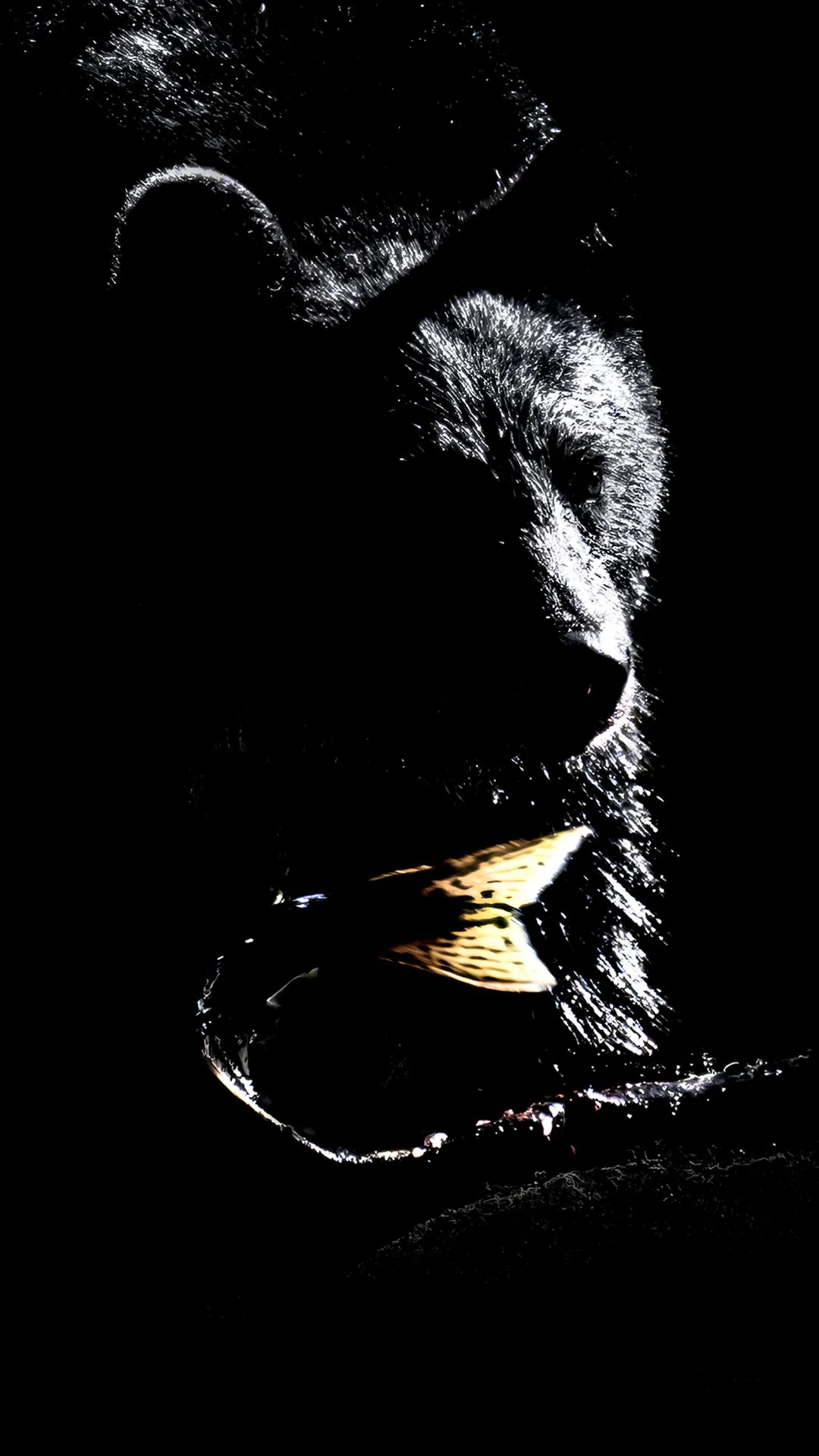 black silhouette mobile.jpg