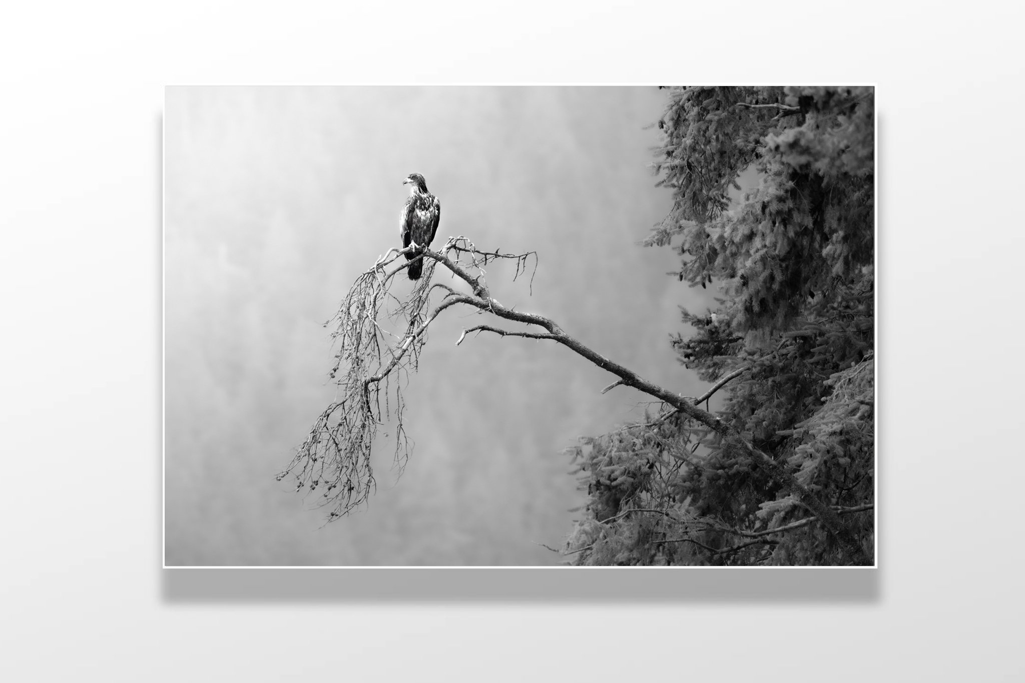 eagle love branch bw.jpg