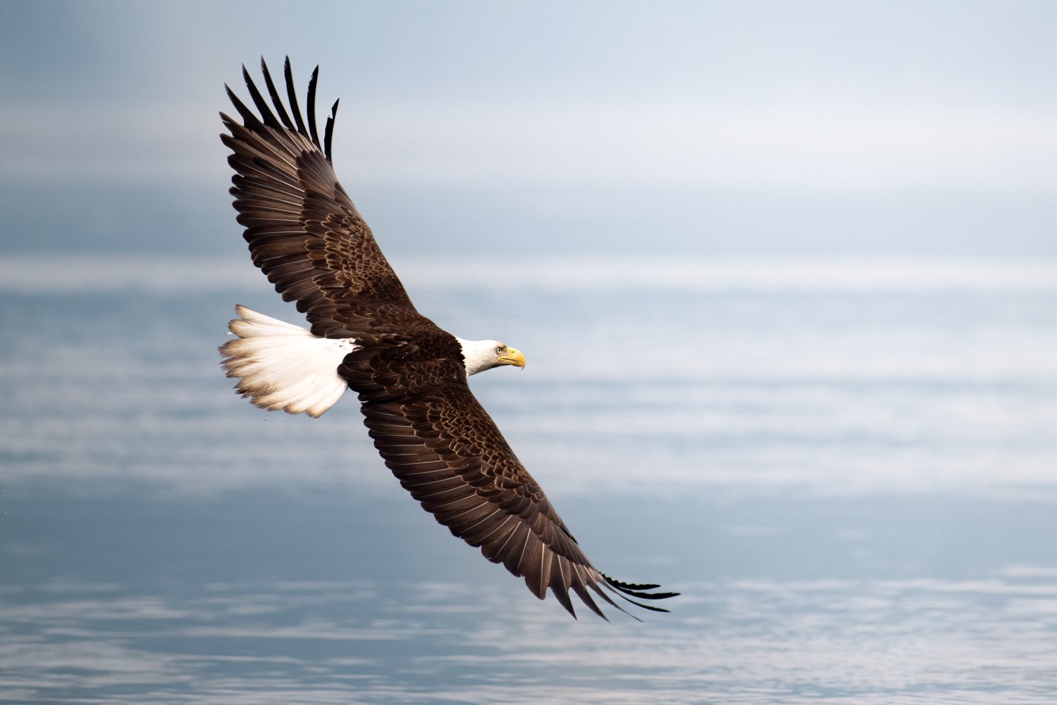 Eagle 2026Nikki B-14.jpg