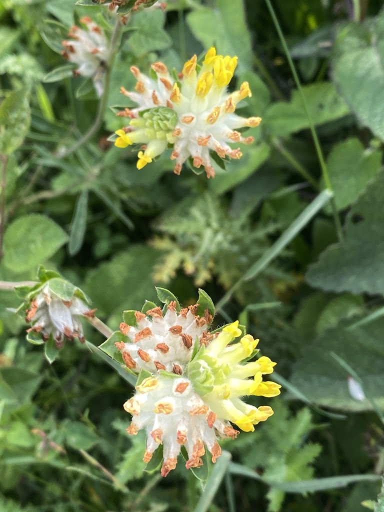 599E5131-AB4C-4B7C-B1D7-70C0D737A322_1_105_c.jpeg