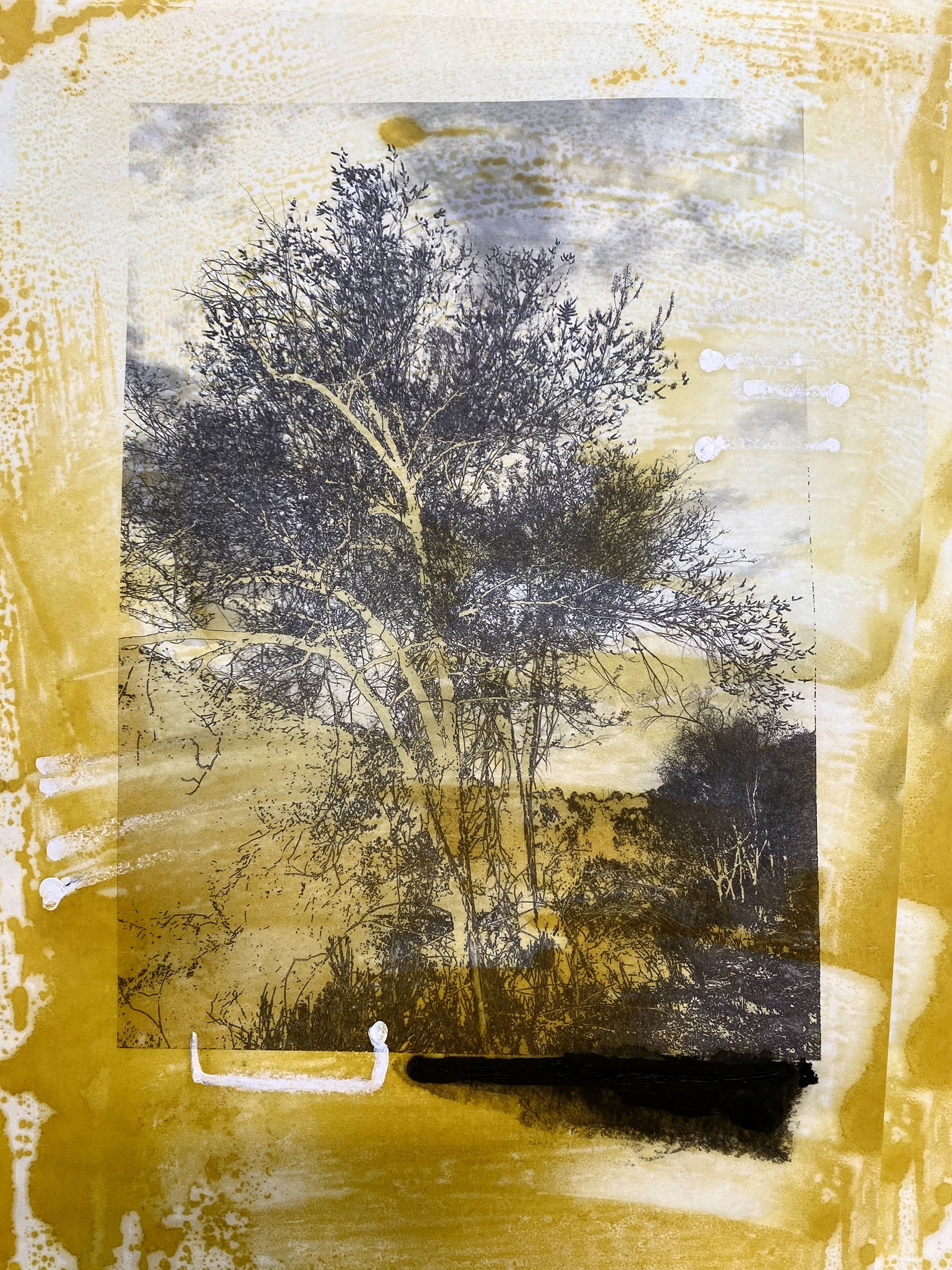 Seedlings #6