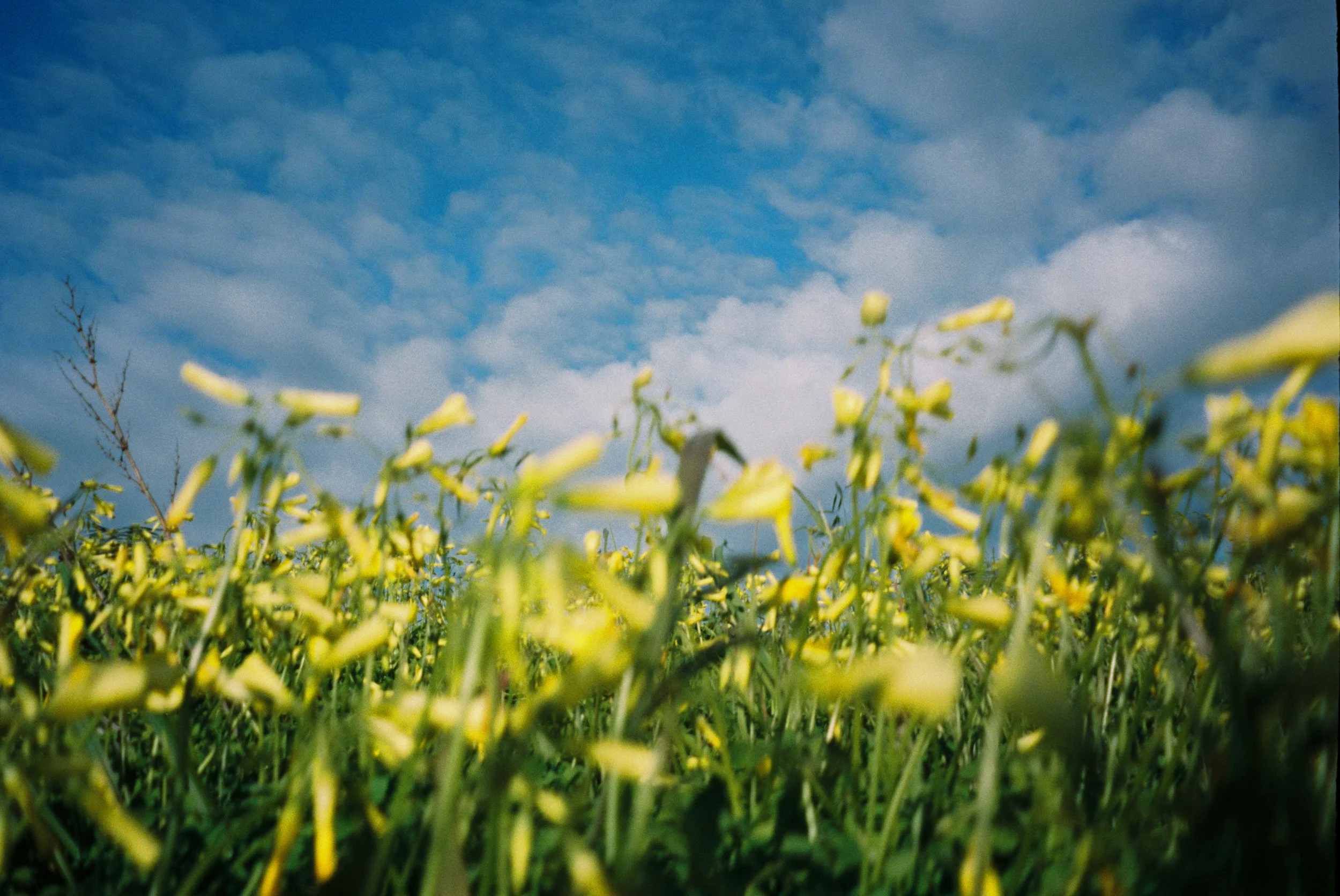 flowers resized.jpg