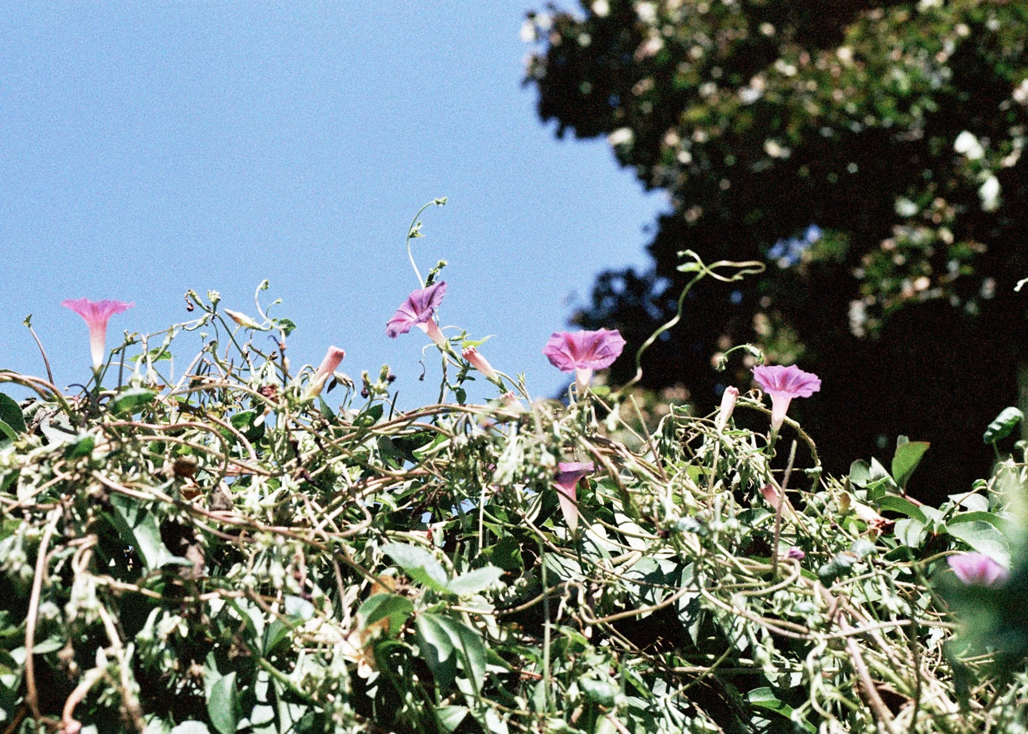 00384.jpg