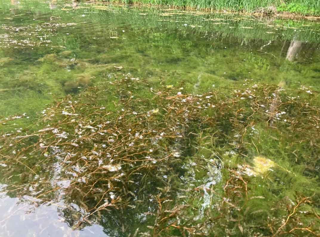 Small patch of curly leaf pondweed growing among healthy native plants at Square Lake.