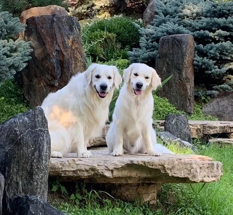 yoshi and bear