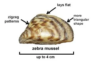 zebra mussel