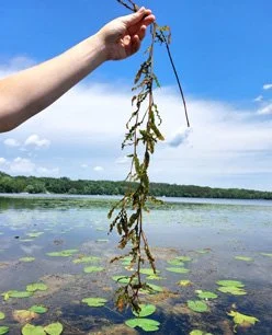 Curly leaf pondweed found in Square Lake.