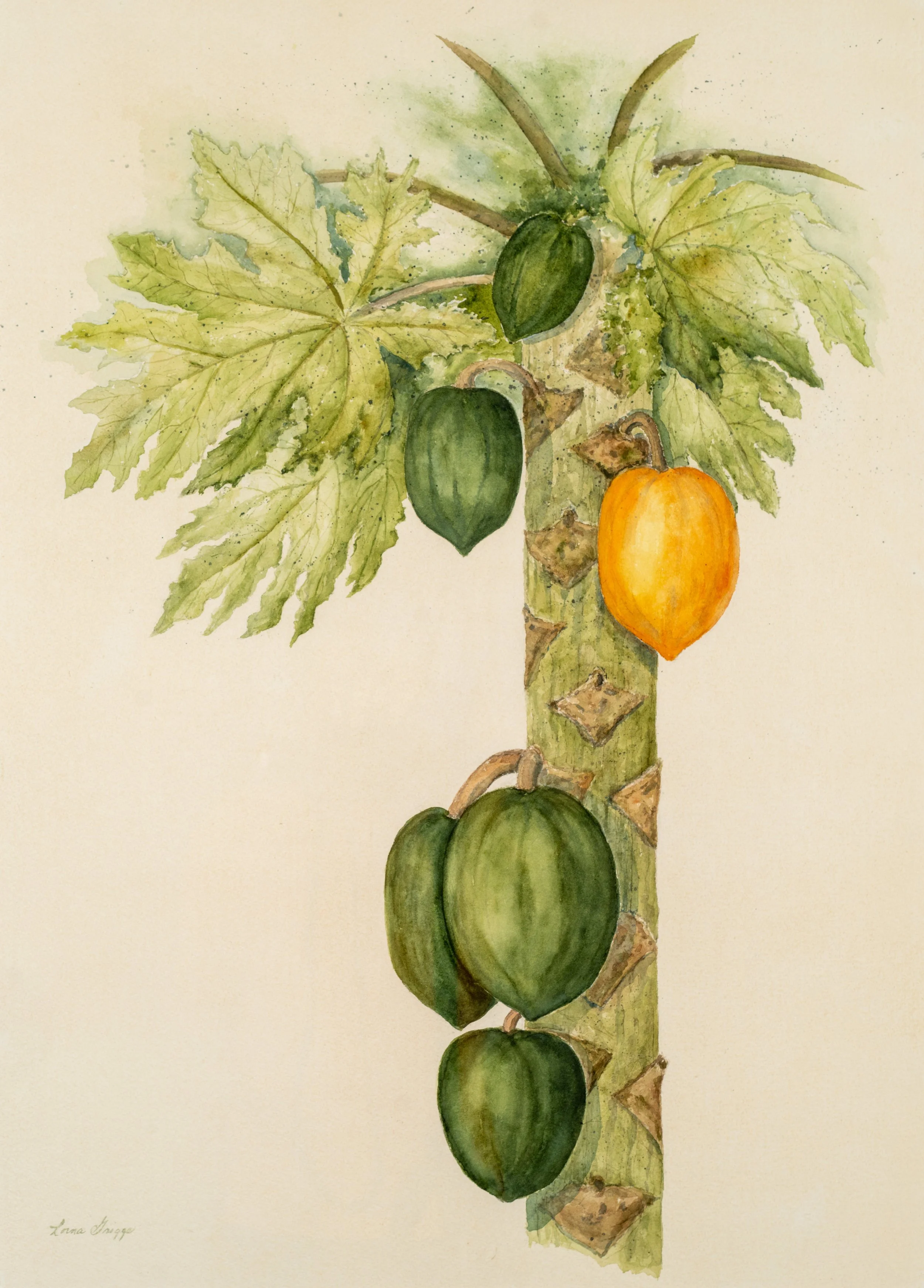 Previously Printed Lorna Griggs- Papayas, c.1980.jpg