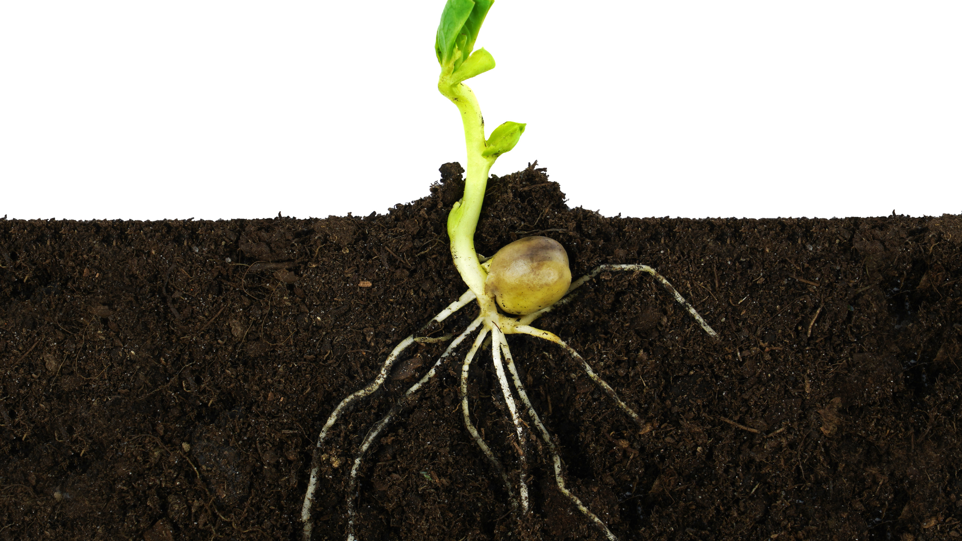 The synergies between plant and microbe are most active in the root zone, or rhizosphere.