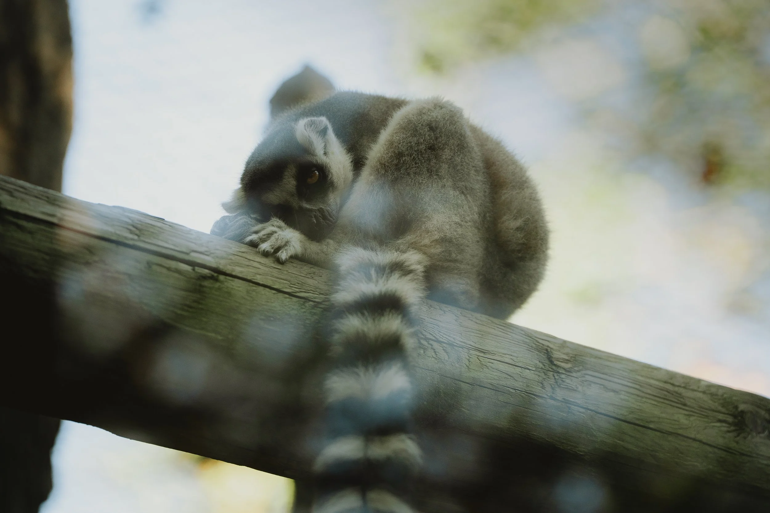 Zoo October 2026-9.jpg