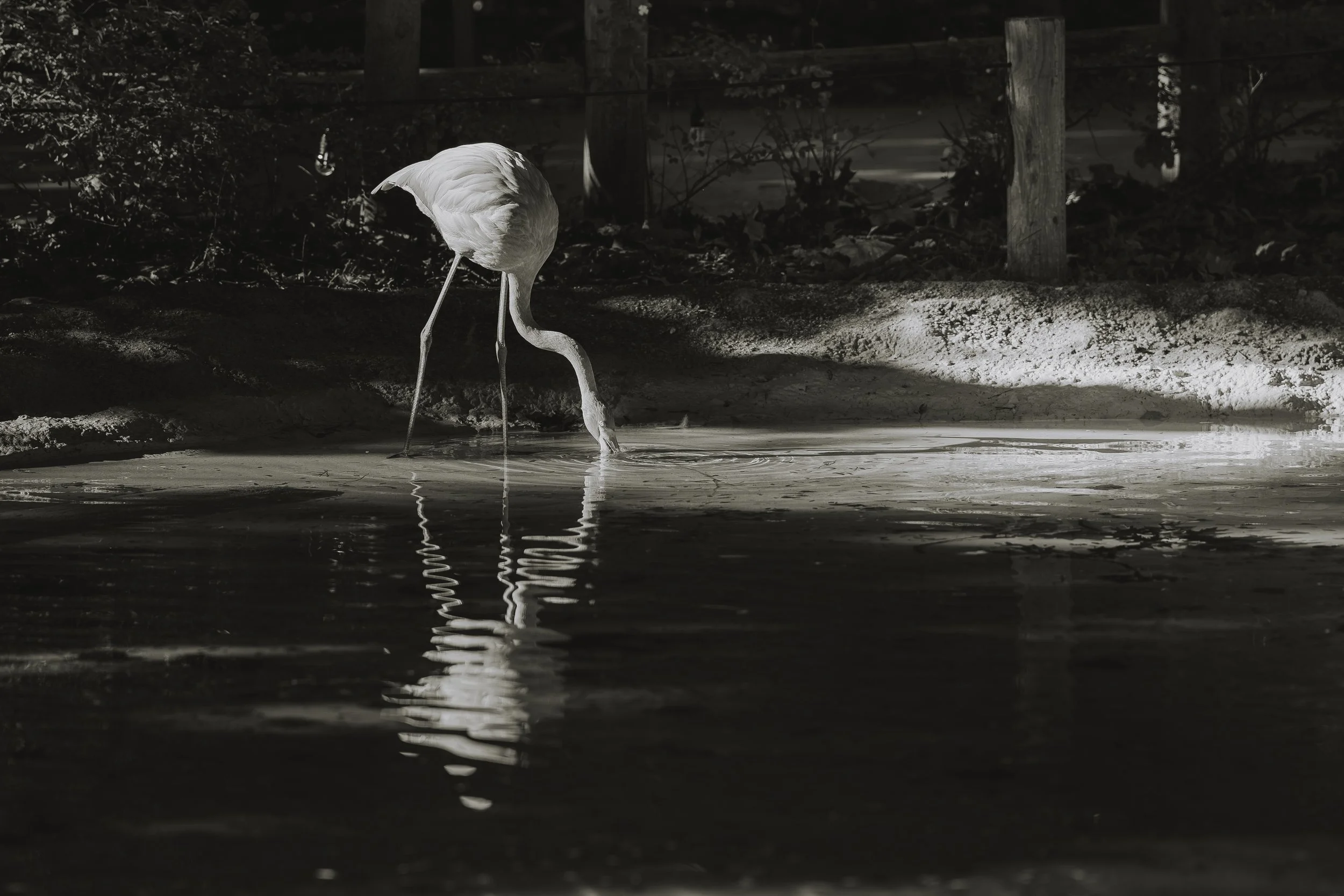 Zoo October 2026-7.jpg