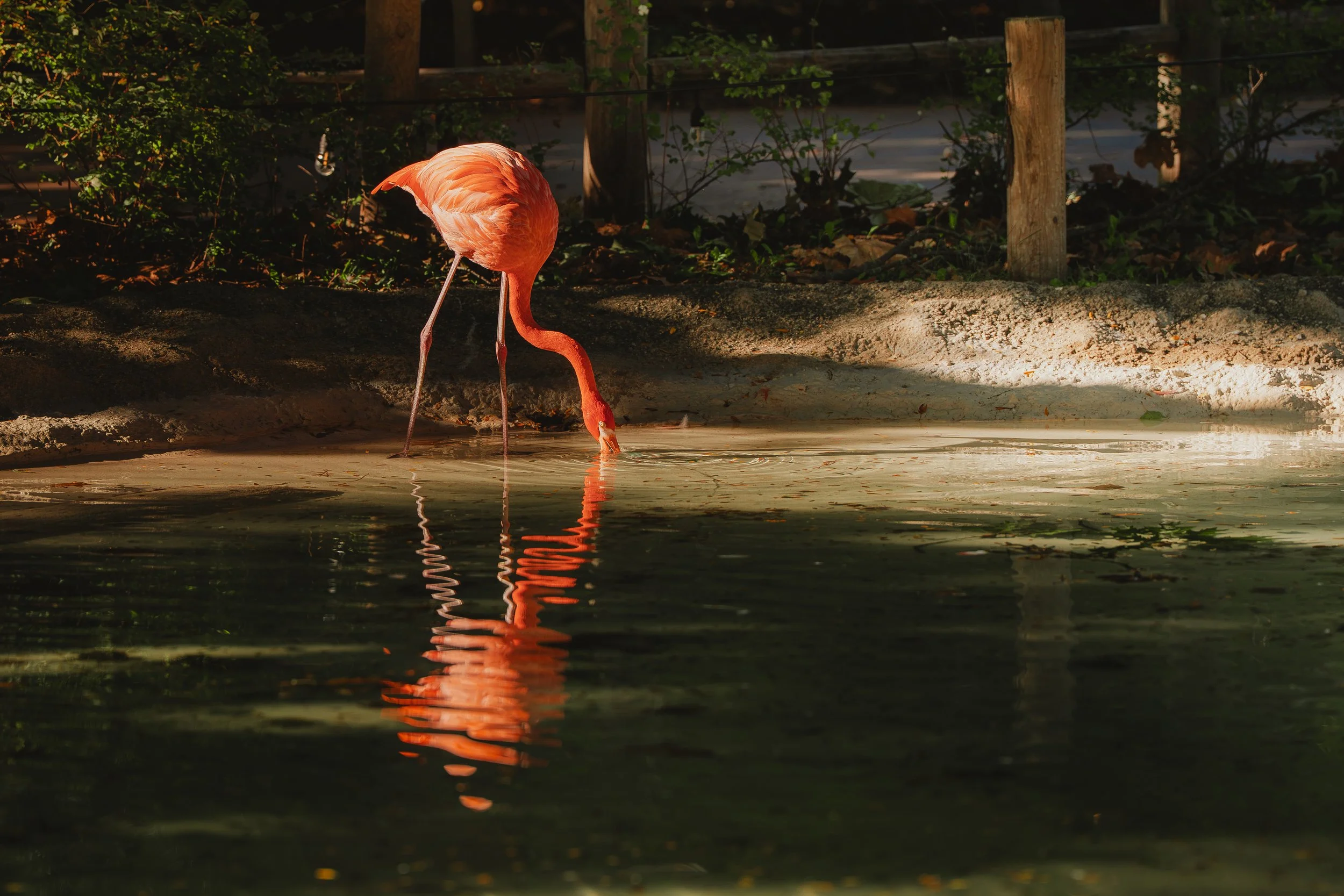 Zoo October 2026-6.jpg