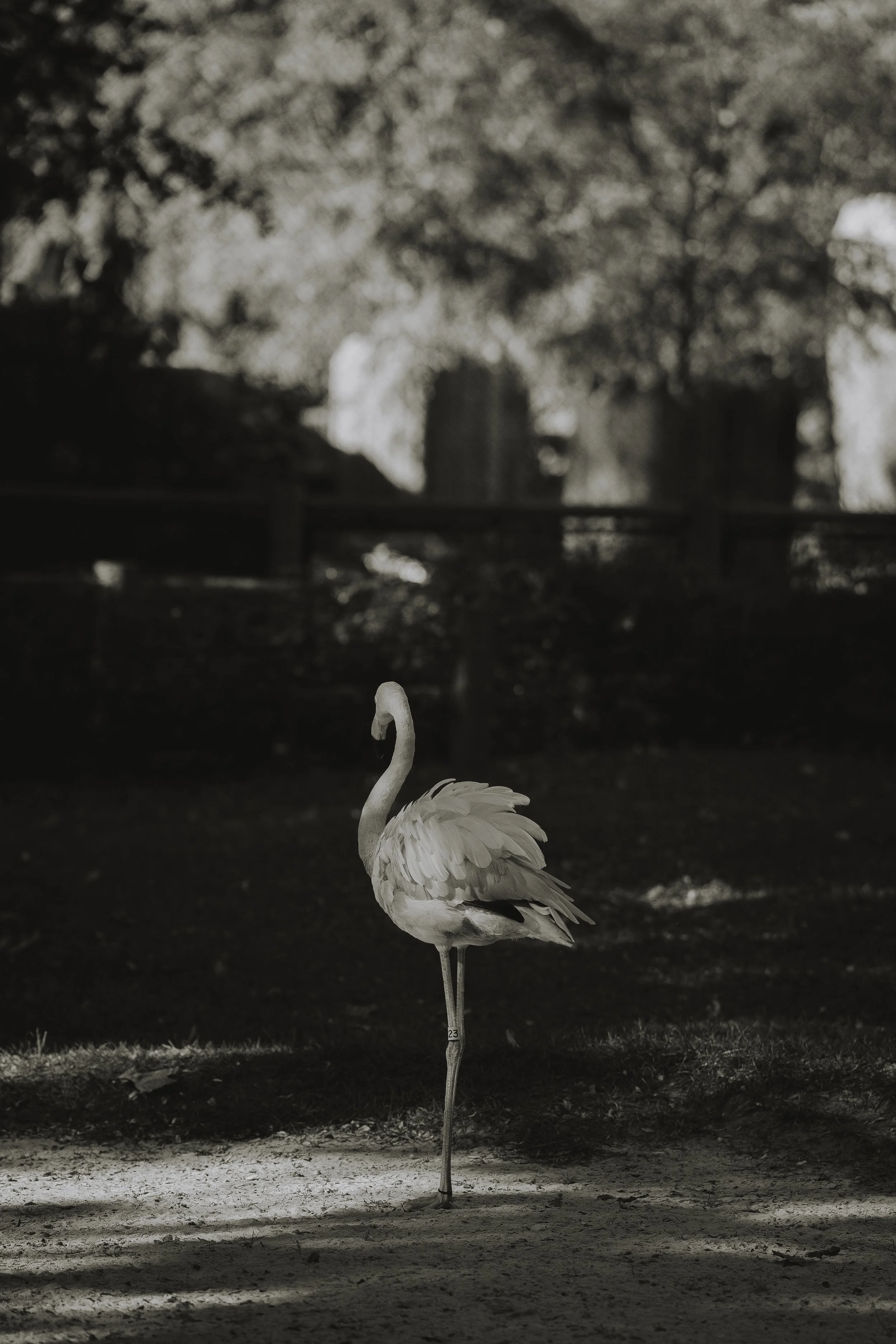 Zoo October 2026-5.jpg