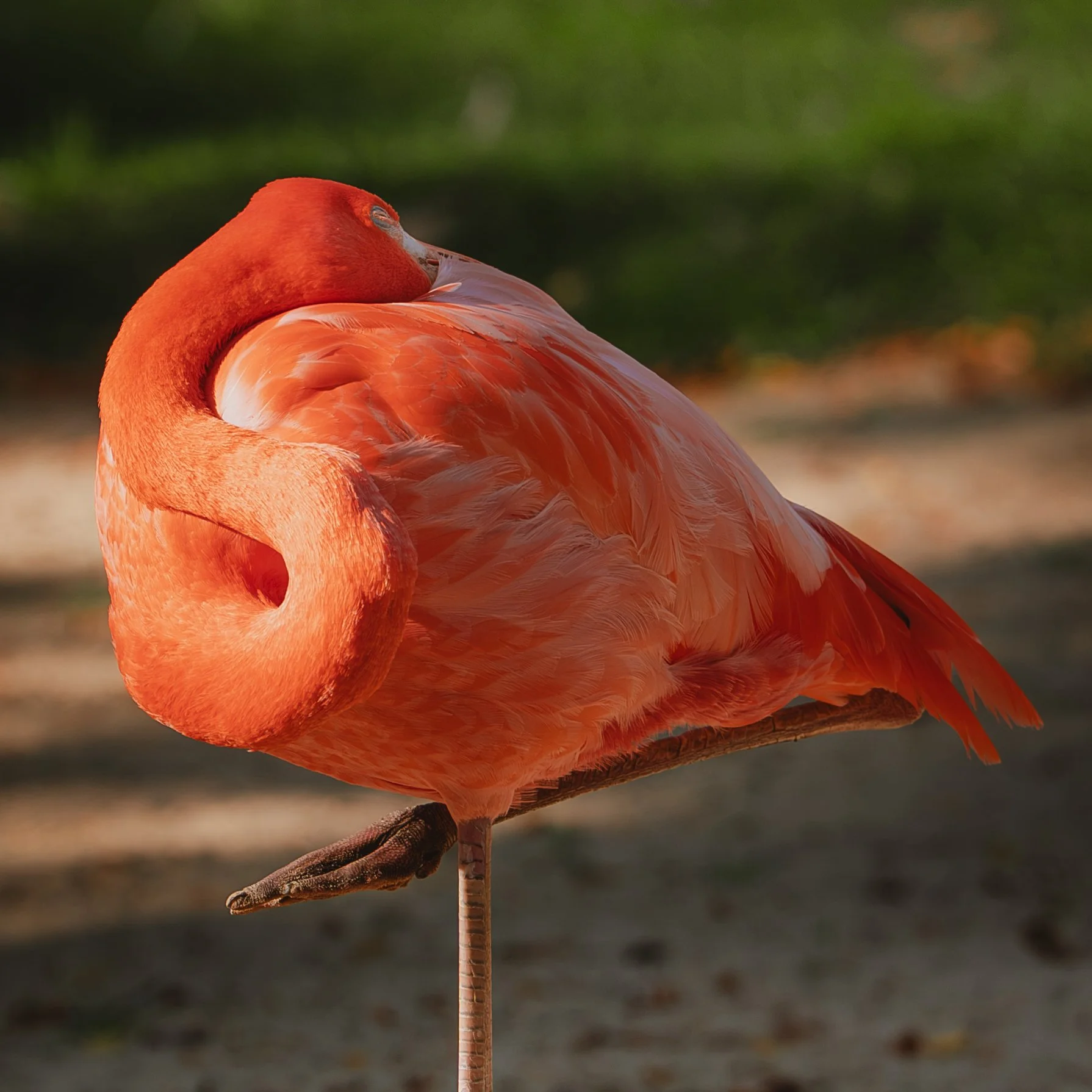 Zoo October 2026-3.jpg
