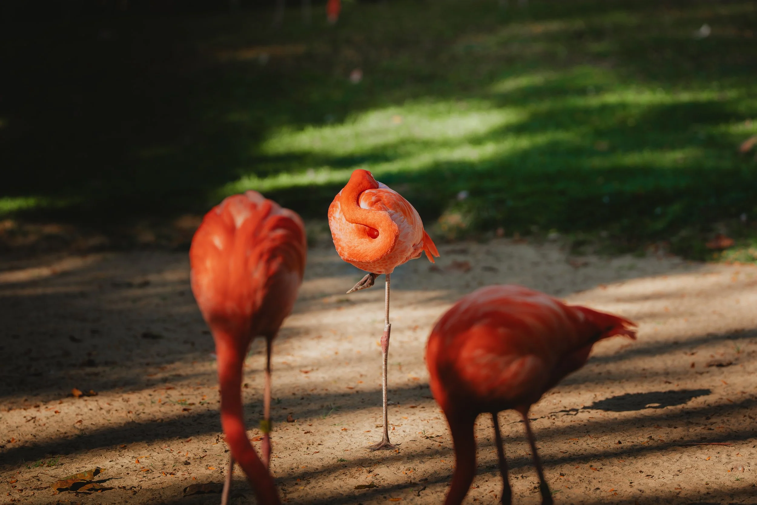 Zoo October 2026-2.jpg