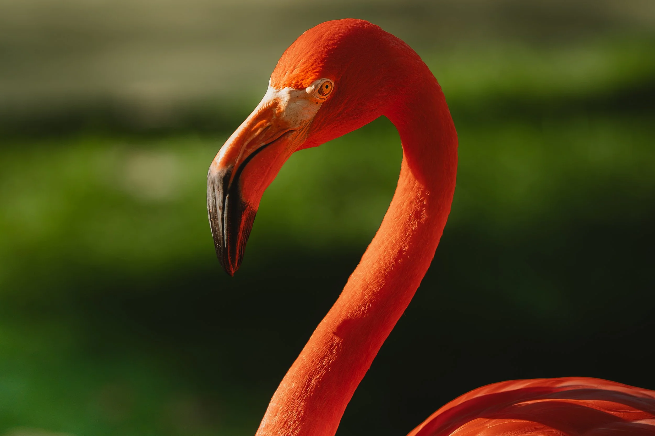 Zoo October 2026-4.jpg