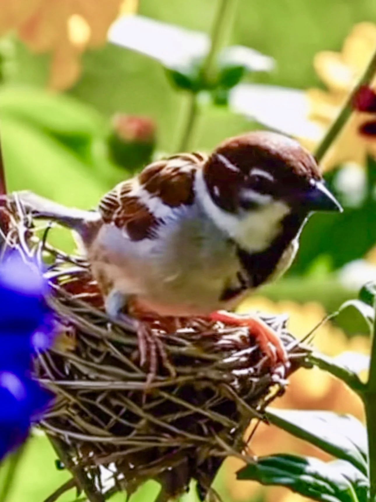 Sparrow in Colorful Wildflowers.jpg