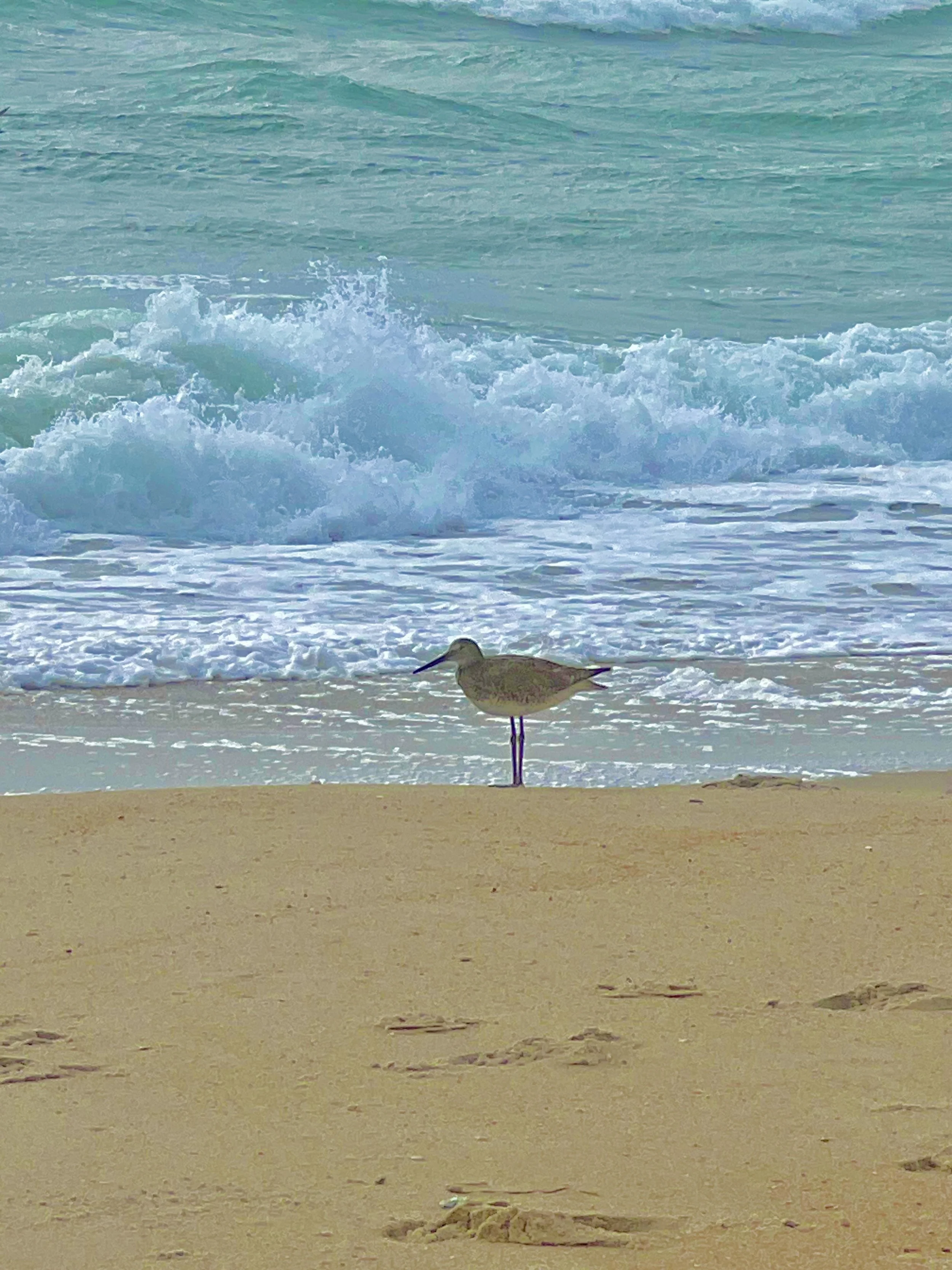 Sandpiper scurrying in the beach.jpg