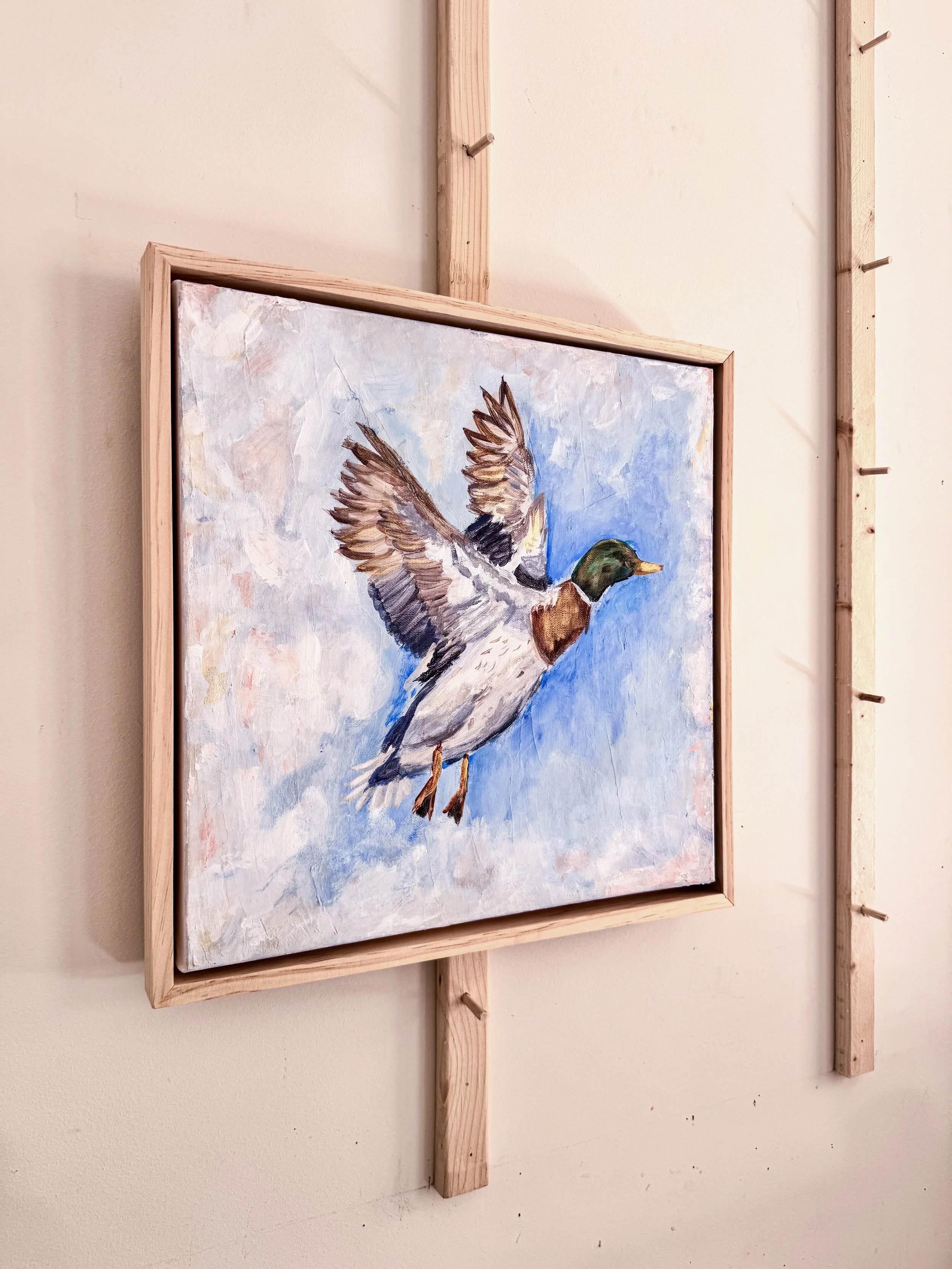 Flying Mallard sideways.jpg