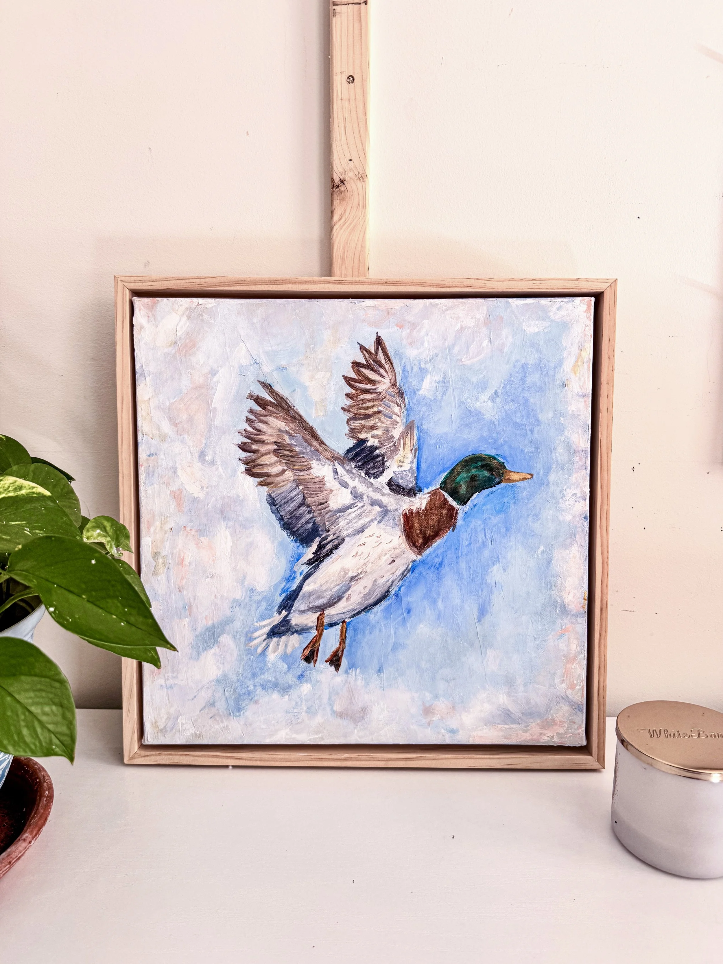 Flying Mallard_3.jpg