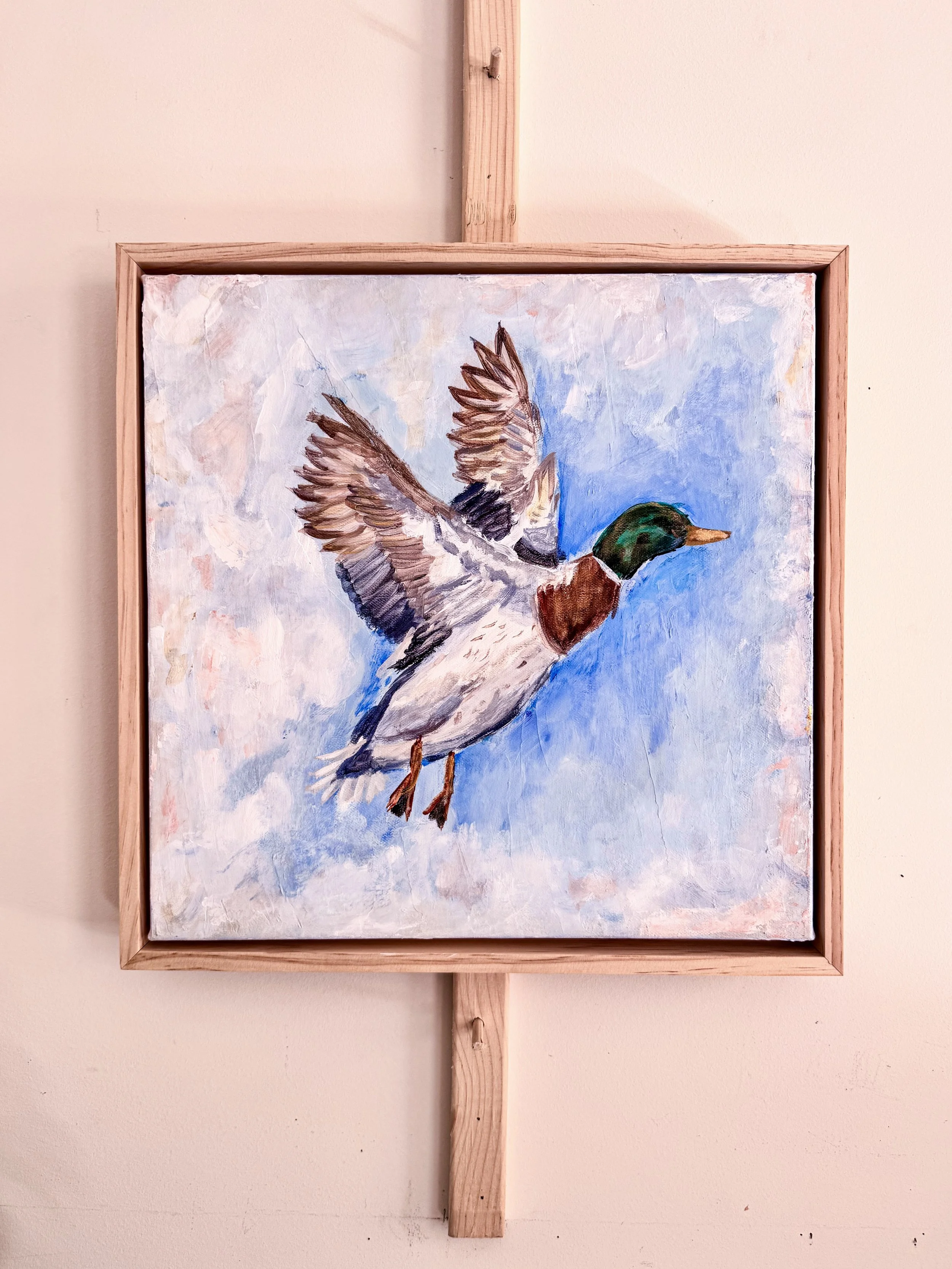 Flying Mallard_2.jpg