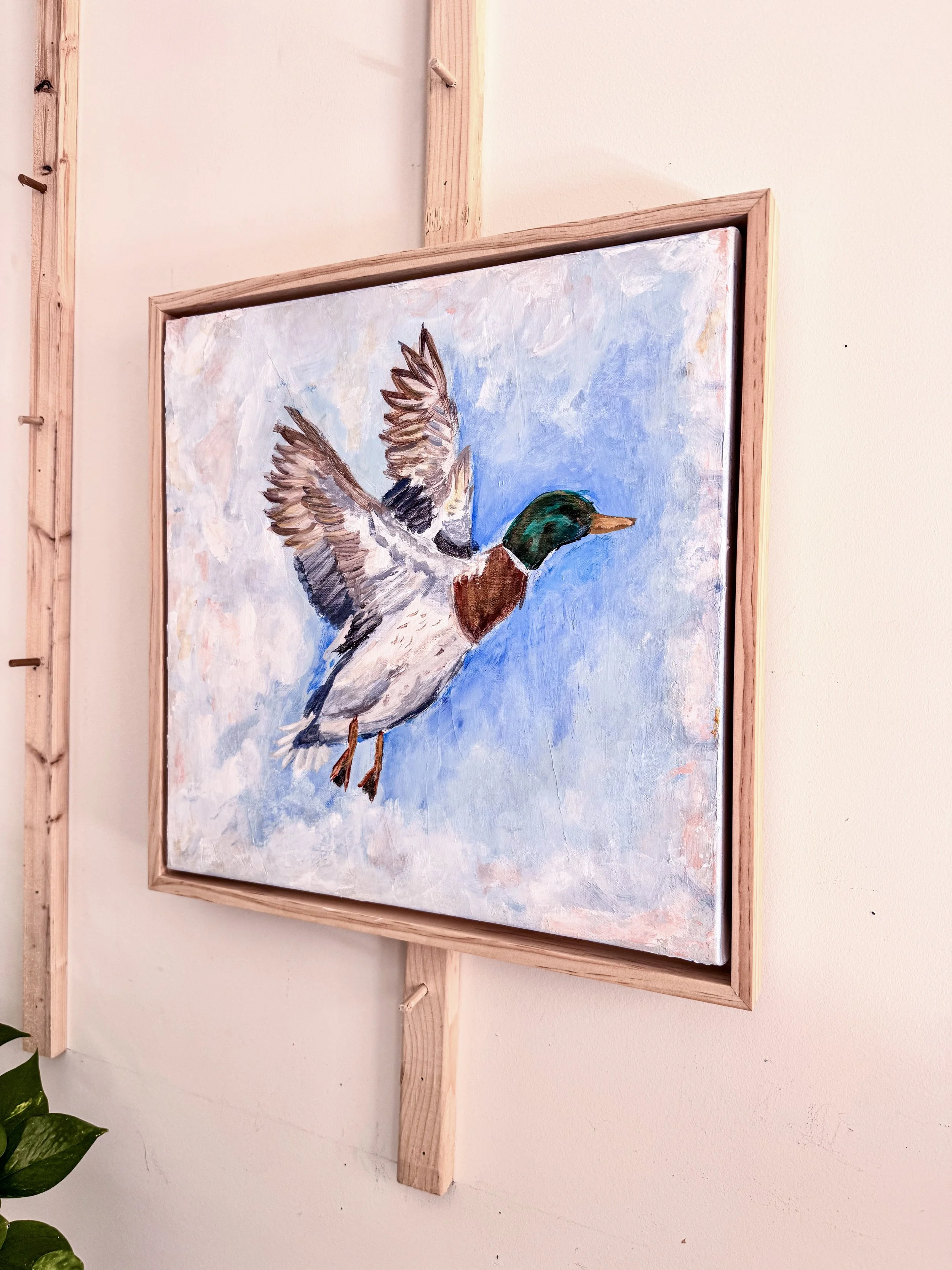 Flying Mallard sideways_1.jpg