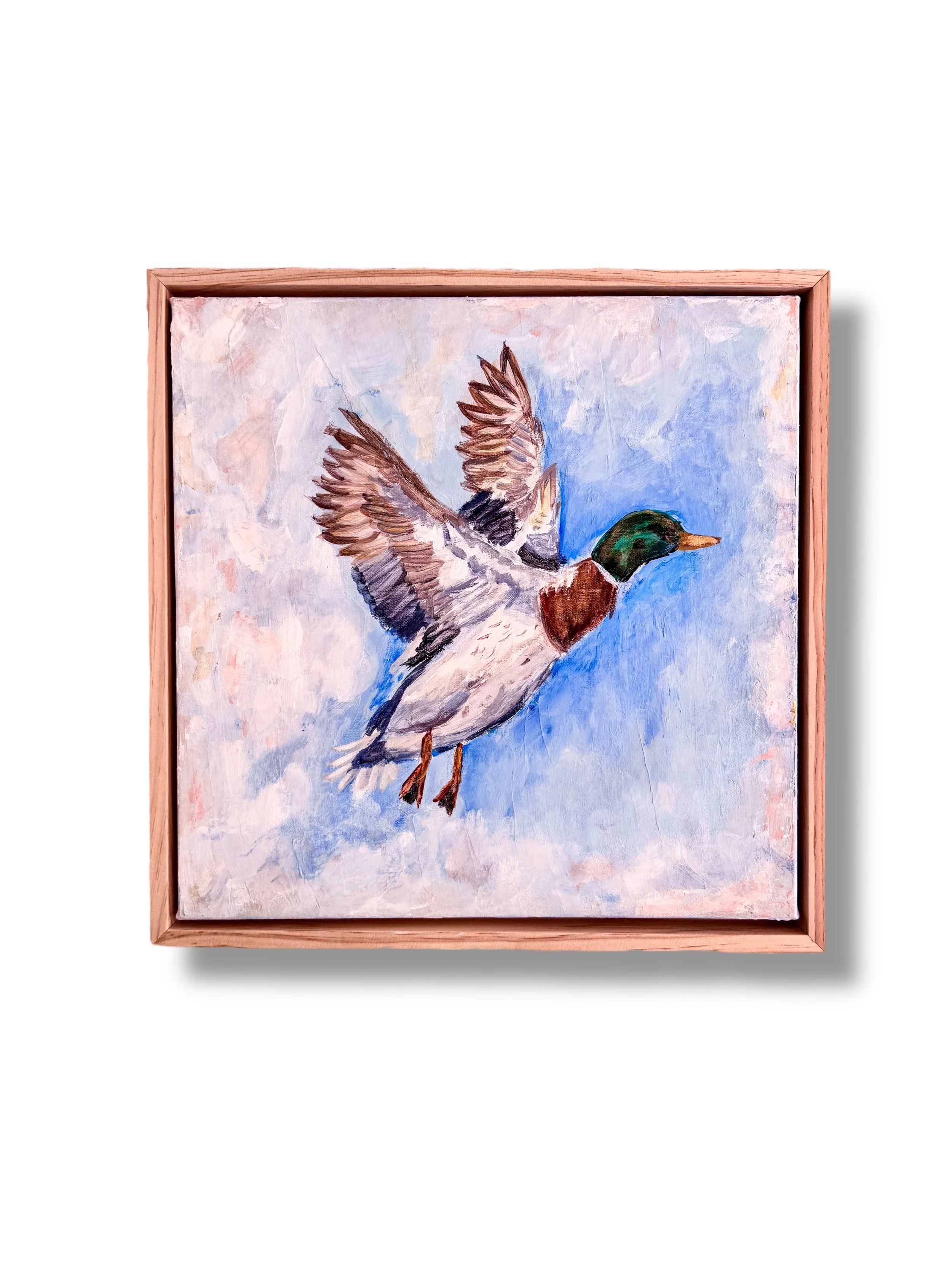 Flying Mallard.JPG