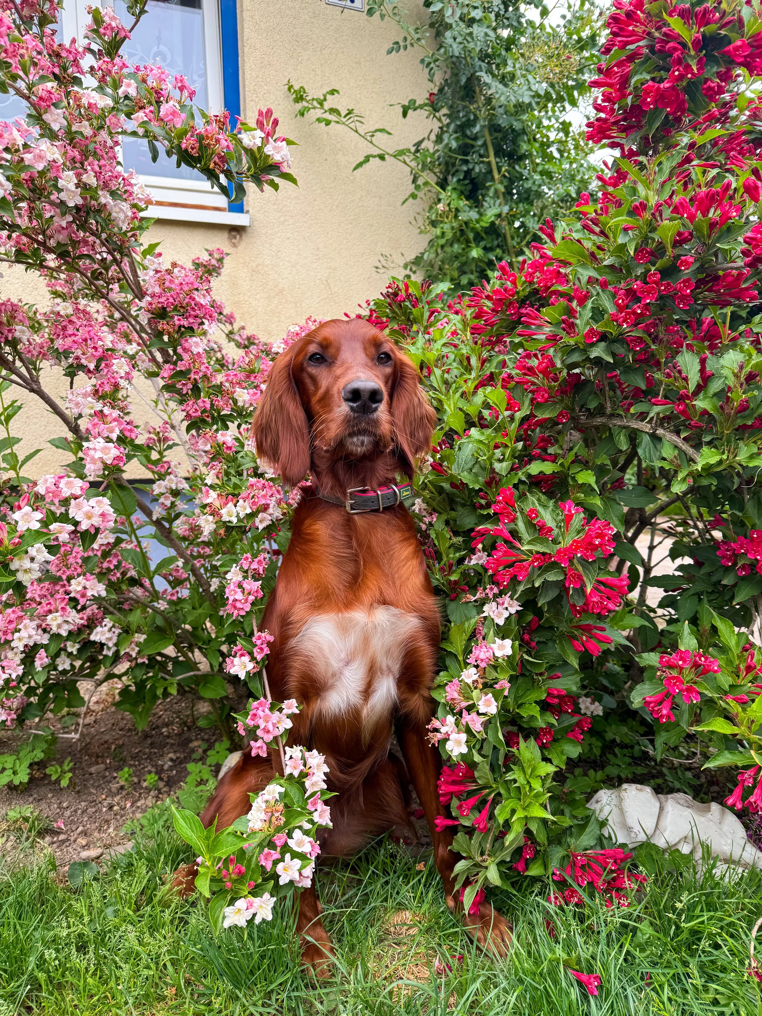 Ciana of the Irish Fireflies