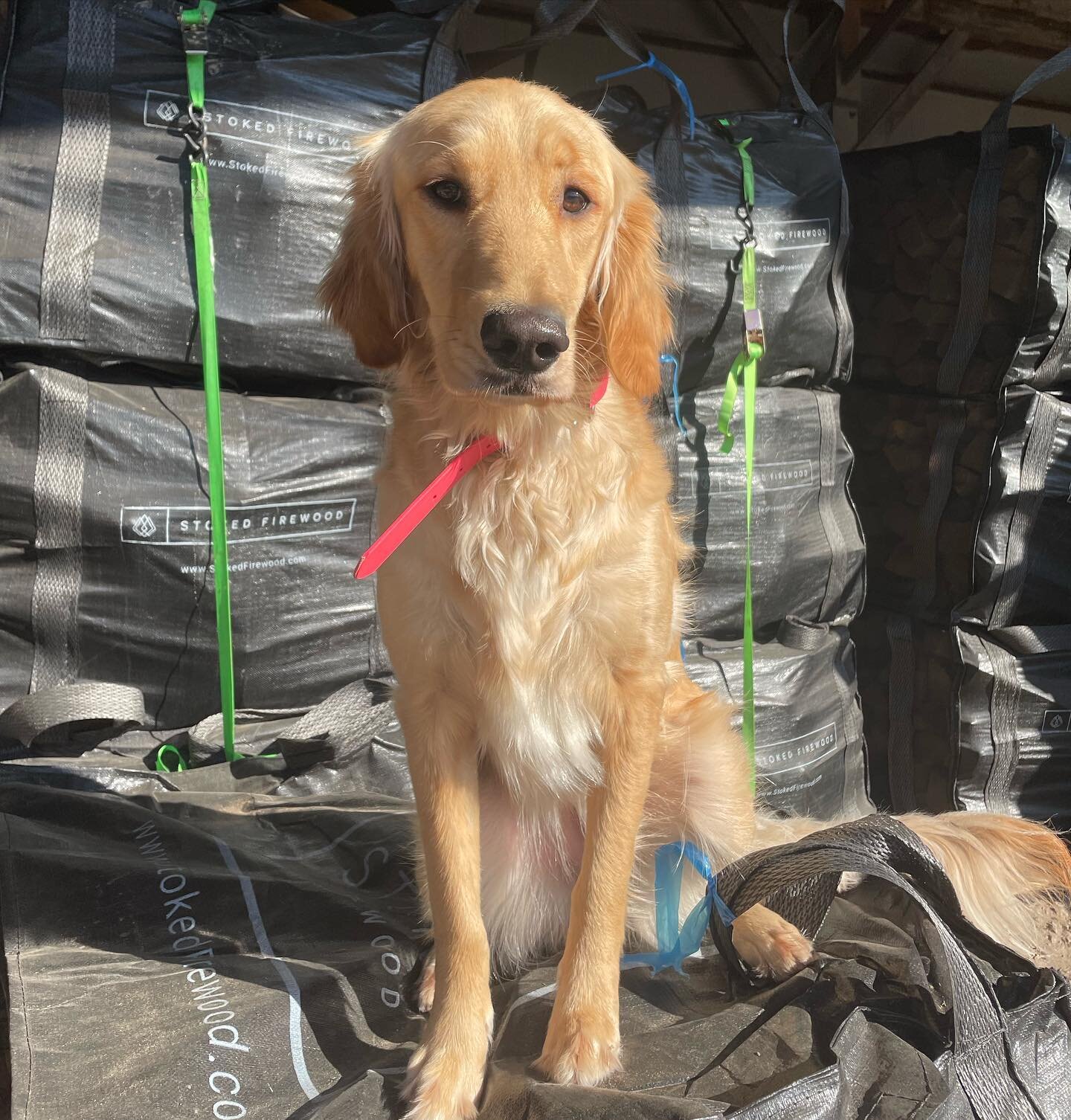 Shop dog Meadow here to remind you that Stoked firewood is in stock and ready to warm the paws of all your furry friends this winter. Available for pick-up or delivery 🐶🔥