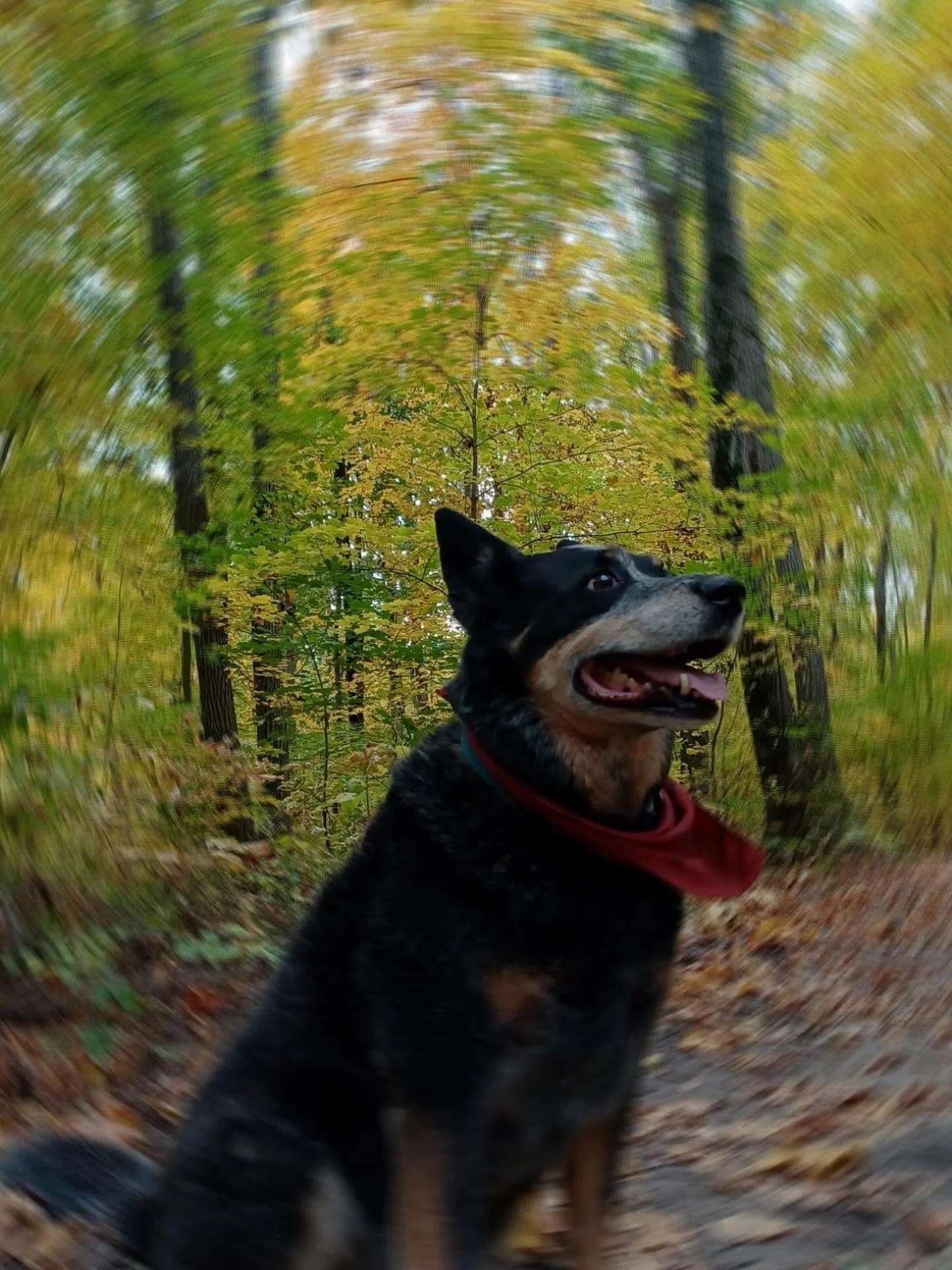 Dio&rsquo;s Dog Days of Summer Delivery Sale! Take 20% off your entire order! Book a delivery now at hiawathasupply.com P.S. Dio is the real life Super Dog!